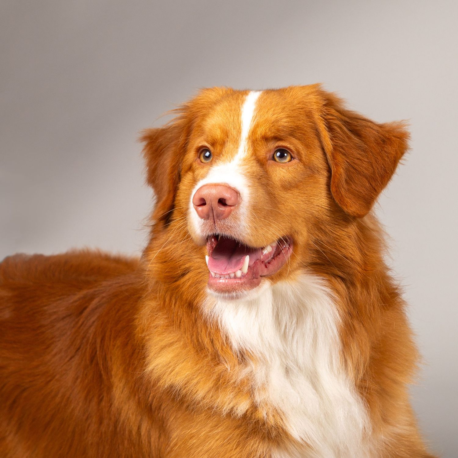Studio portrait of a Nova Scotia Duck Tolling Retriever dog with golden-red fur against a grey background.