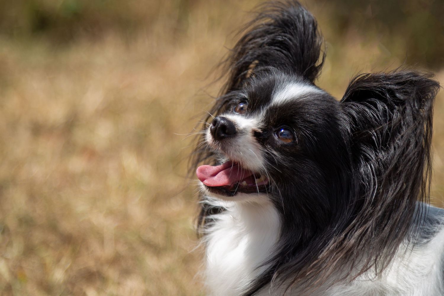 Papillon dog with long ears photographed outdoors in natural light.