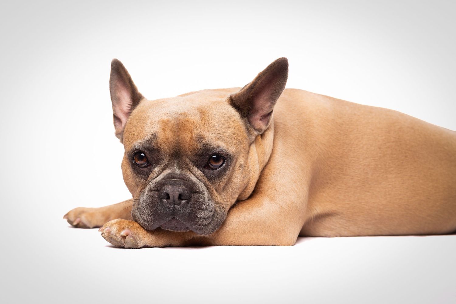 Studio portrait of a French Bulldog lying down against a white backdrop. Taken in Bristol studio.