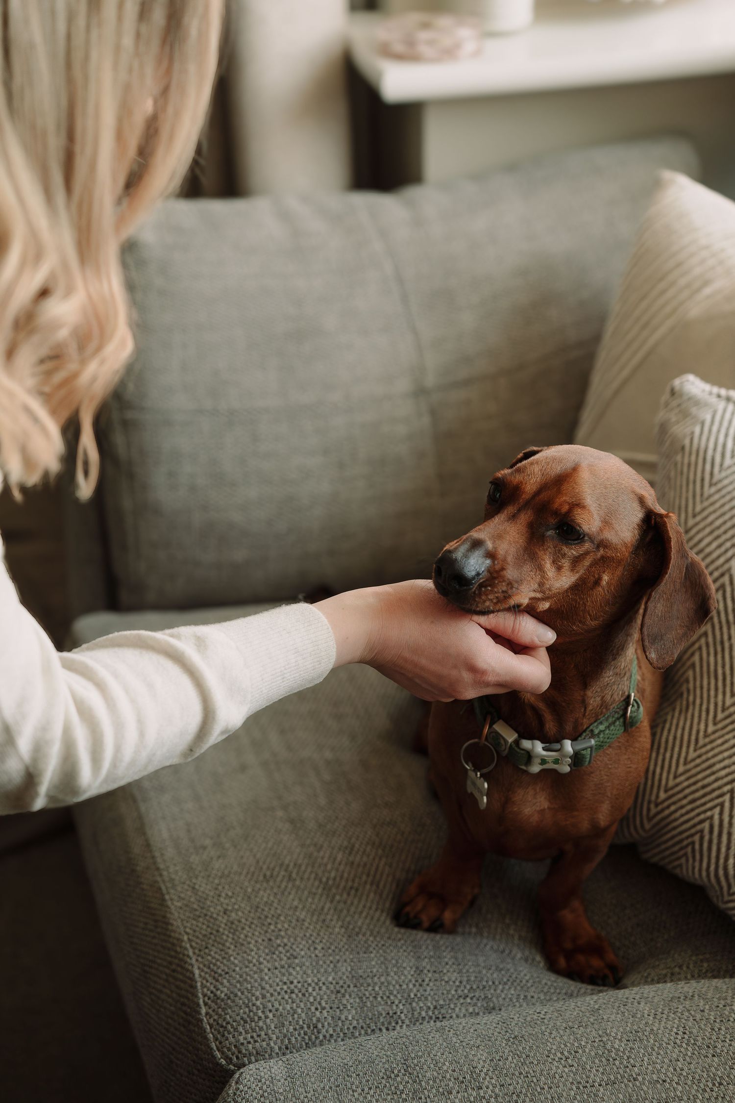 Lady reaching out and stroking dog while it sits on the sofa at a family session in Tamworth.