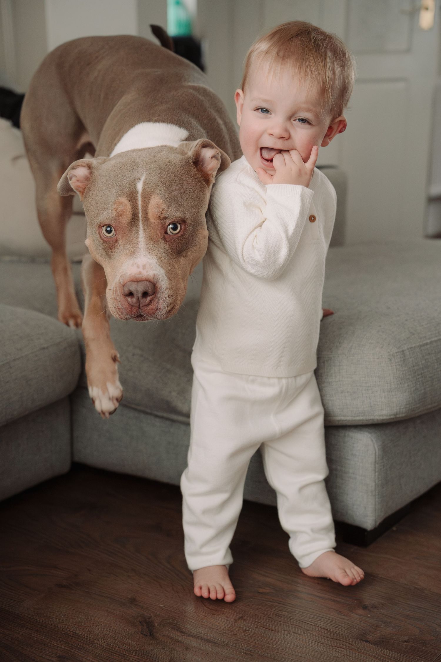 Smiling toddler in white outfit standing next to a brown and white pit bull dog on hardwood floors.