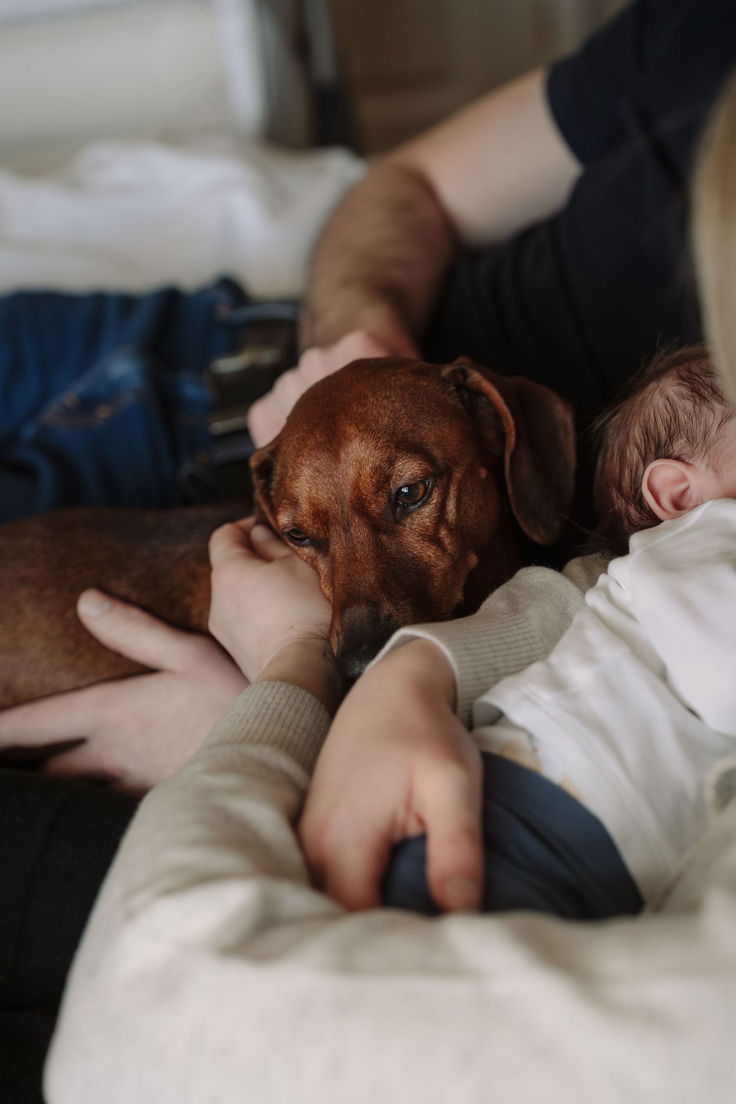 Dog cuddled up to newborn baby with parent's hands around both by Tamworth newborn photography.
