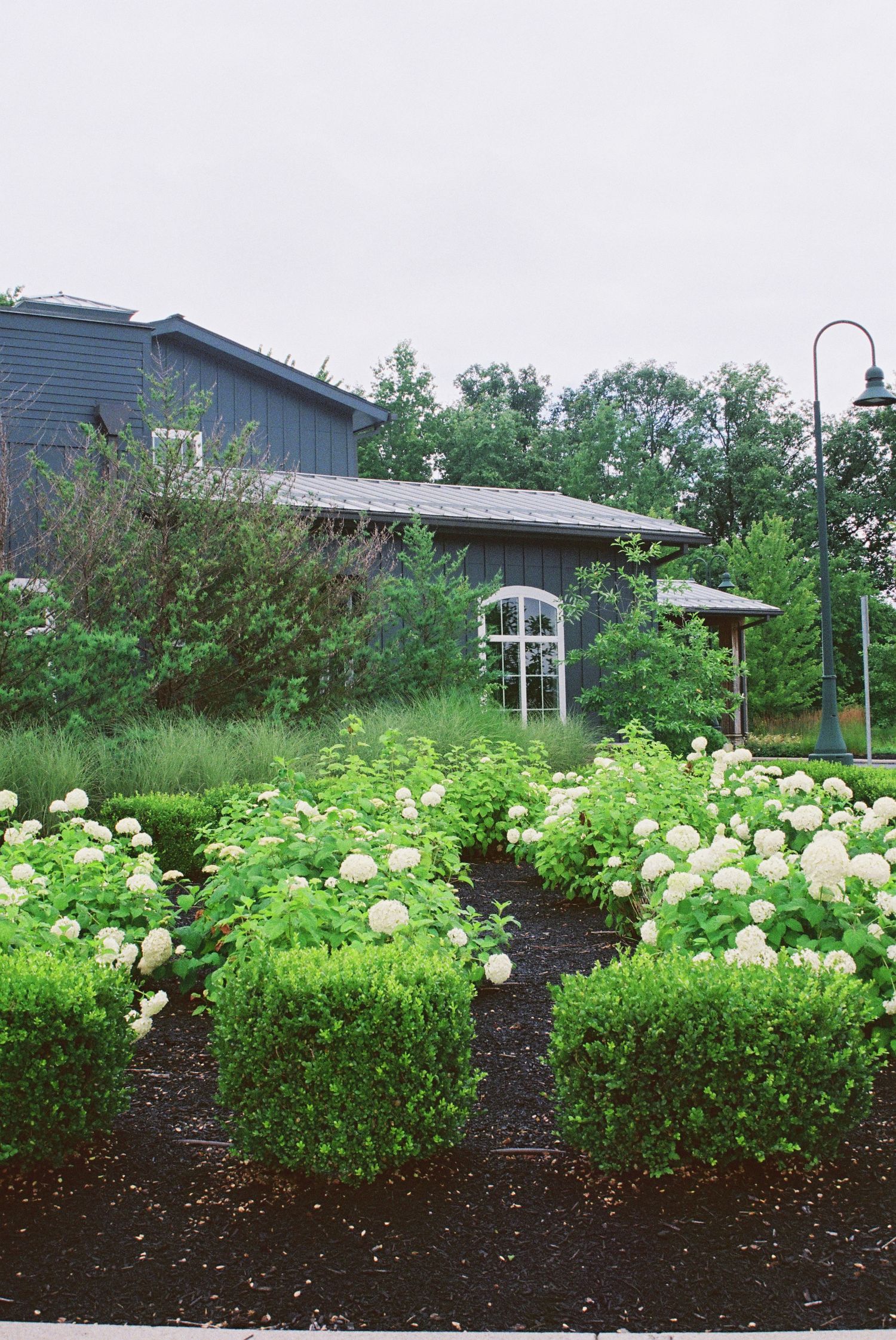 Lush garden with white hydrangeas and boxwood hedges in front of a dark blue barn wedding venue.