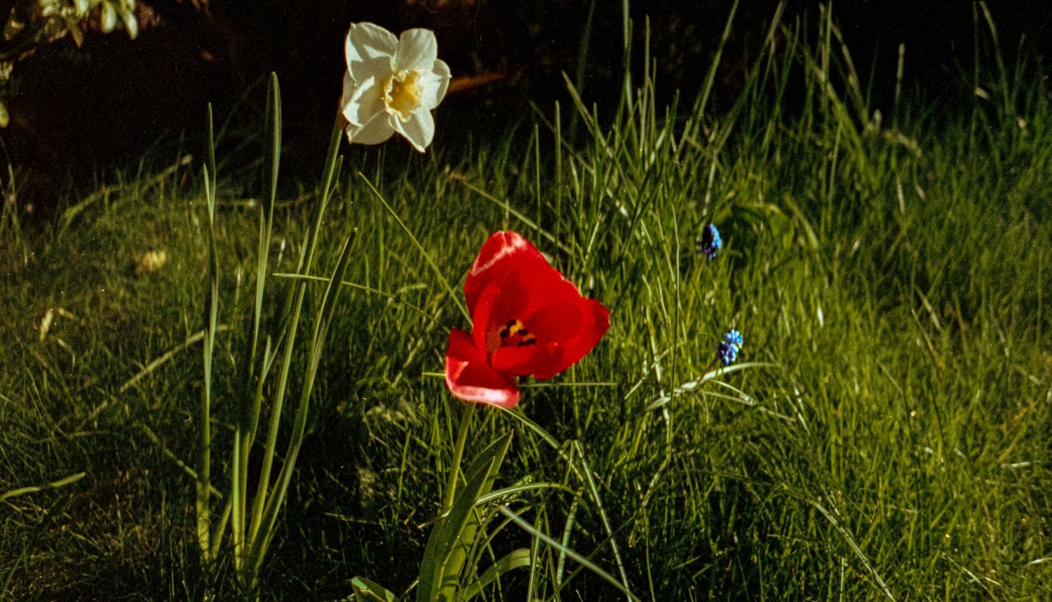 Analogue photo of red poppy and white daffodil on APS camera.
