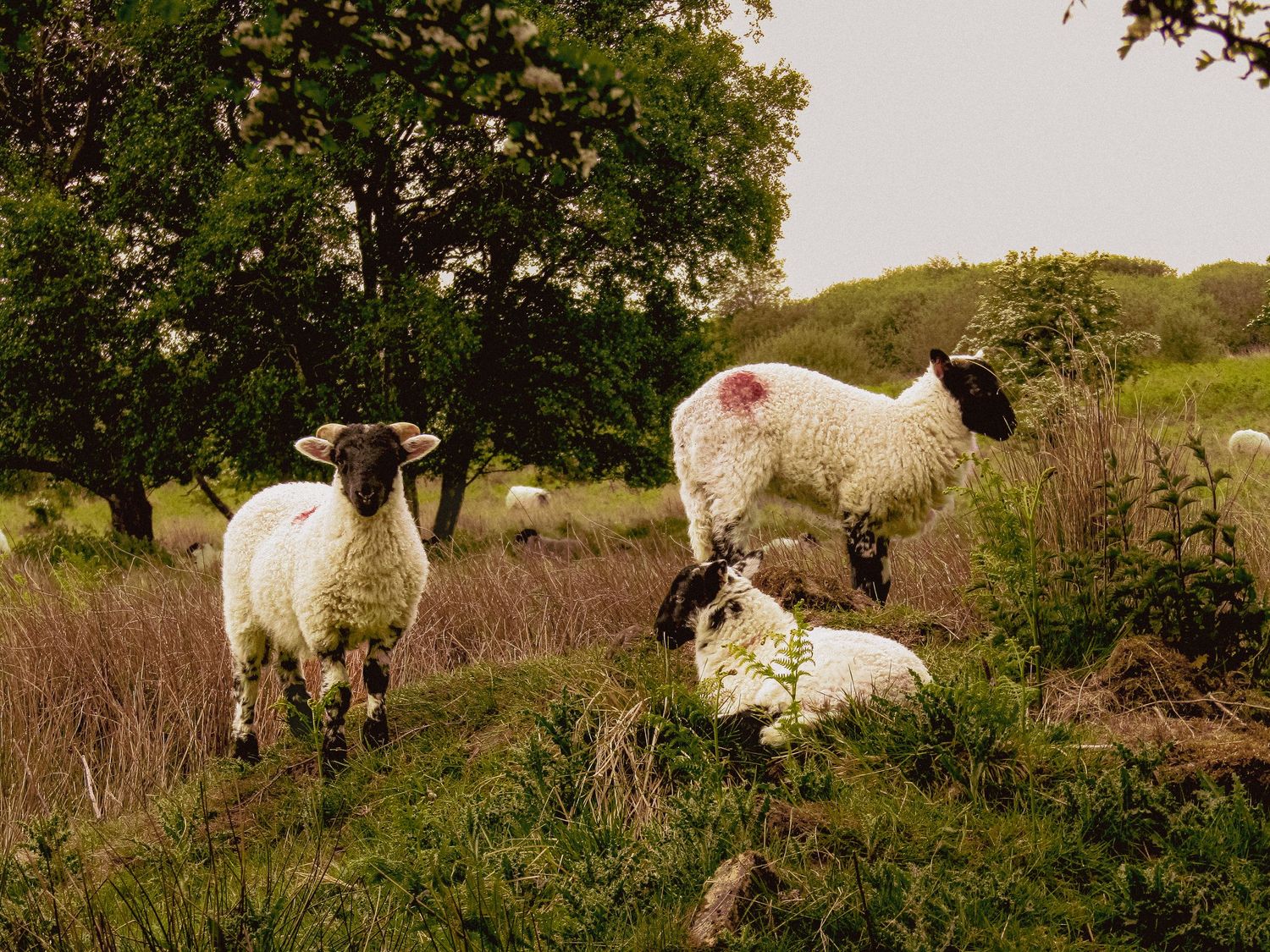 Lambs at Simon Side, Rothbury, England