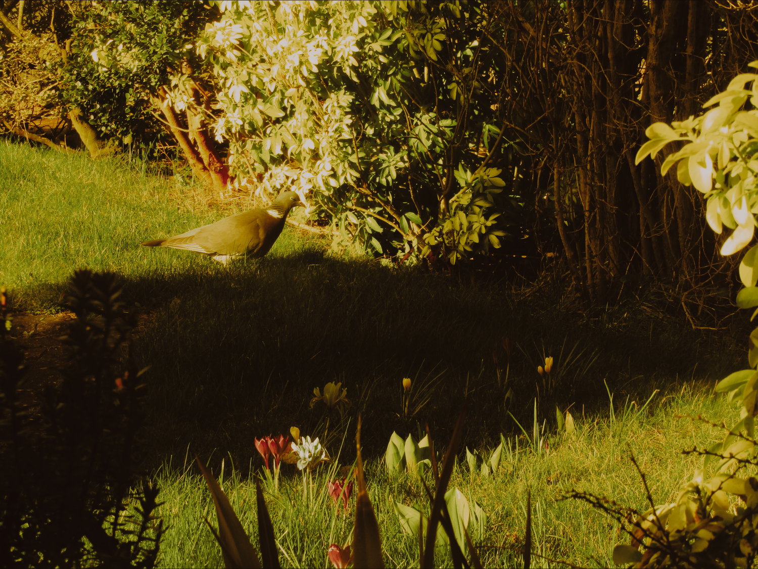 Observation 07 (2024)