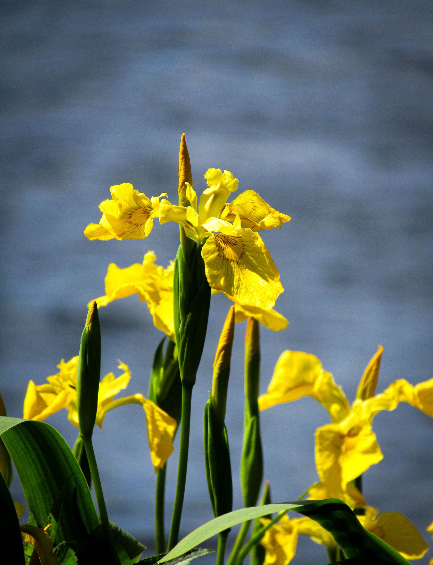 Fine art macro botanical vibrant yellow flag iris blooming against soft blue water, framed wall art prints and downloads.