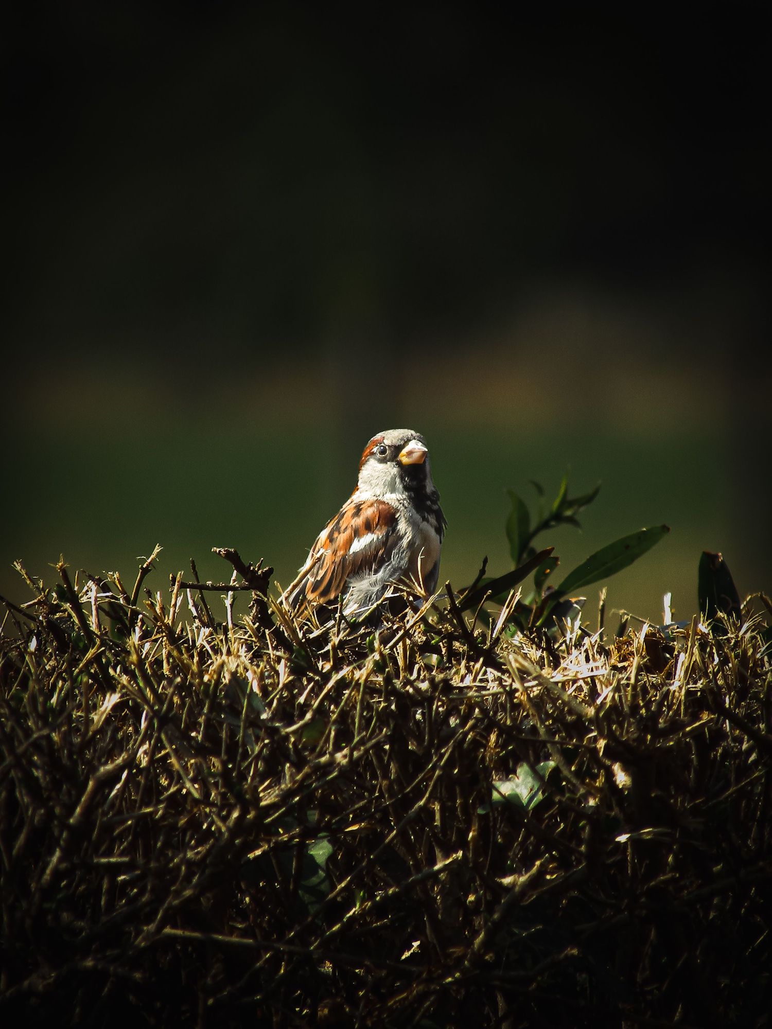 Fine art closeup wildlife photo of house sparrow perched on green hedge, framed wall art prints and downloads.