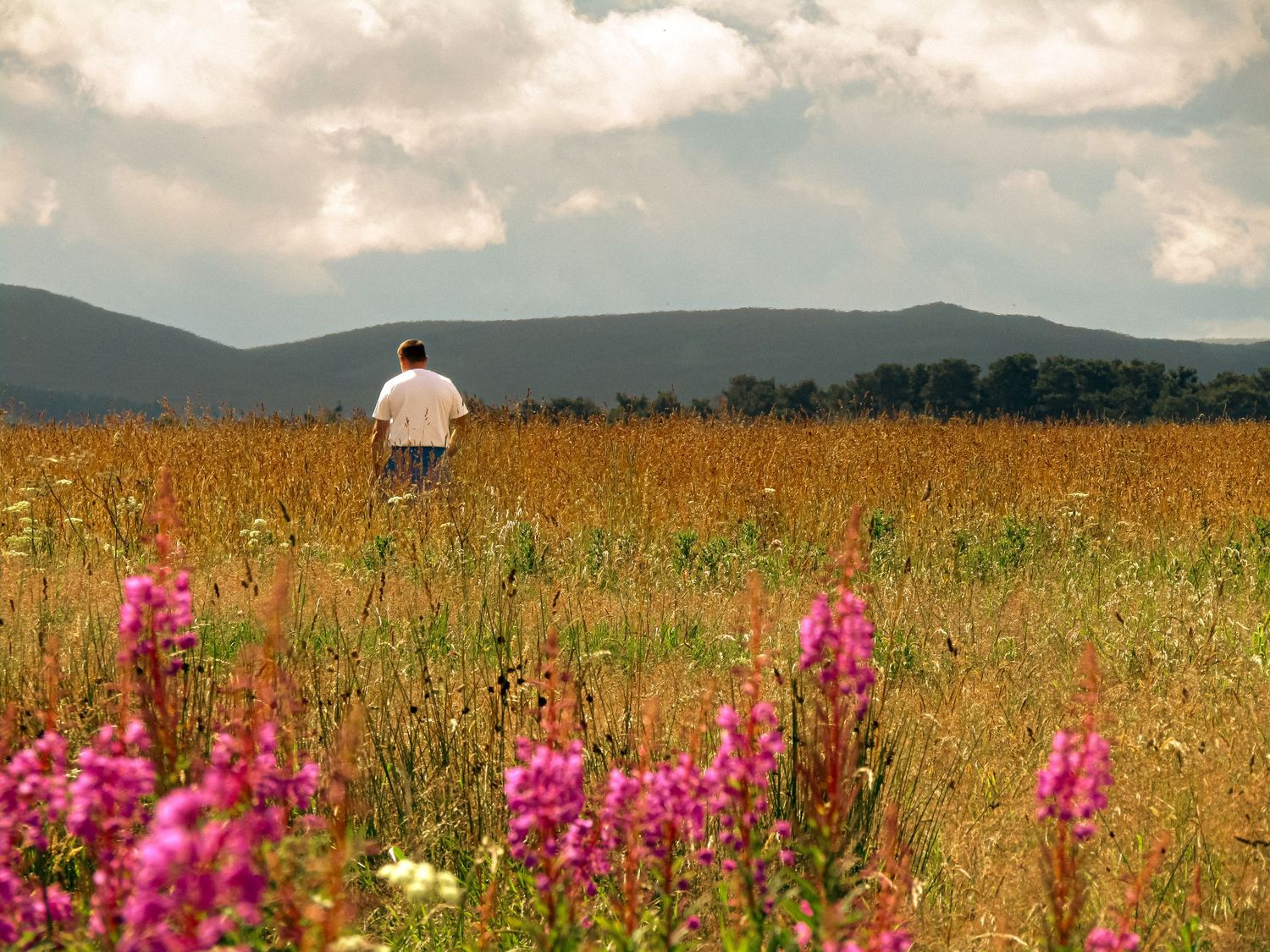 Fine art landscape photography of man walking through a golden summer field with pink flowers, framed wall art prints and downloads.