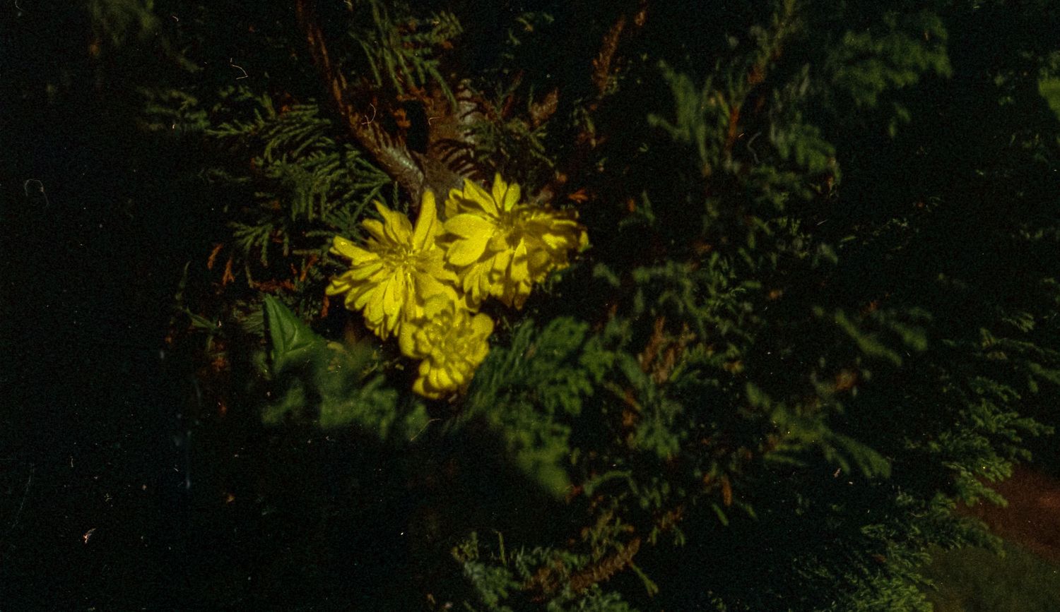 Analogue photo of foliage with yellow flowers on APS camera.