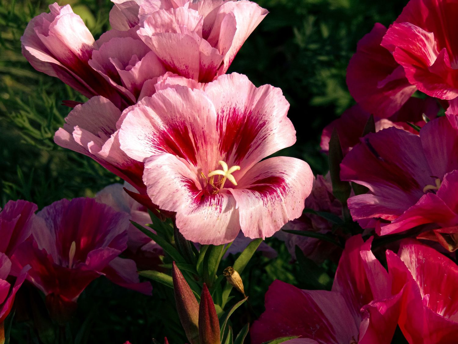 Fine art print of macro floral photography of pink and magenta flowers in bloom, available as framed wall art prints and downloads.