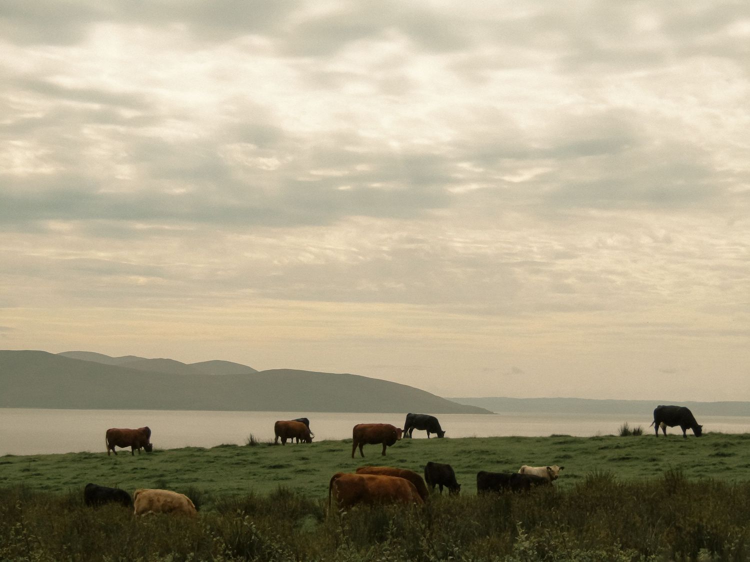 Fine art photograph Isle of Bute cattle grazing coastal pasture landscape, framed wall art prints and downloads.