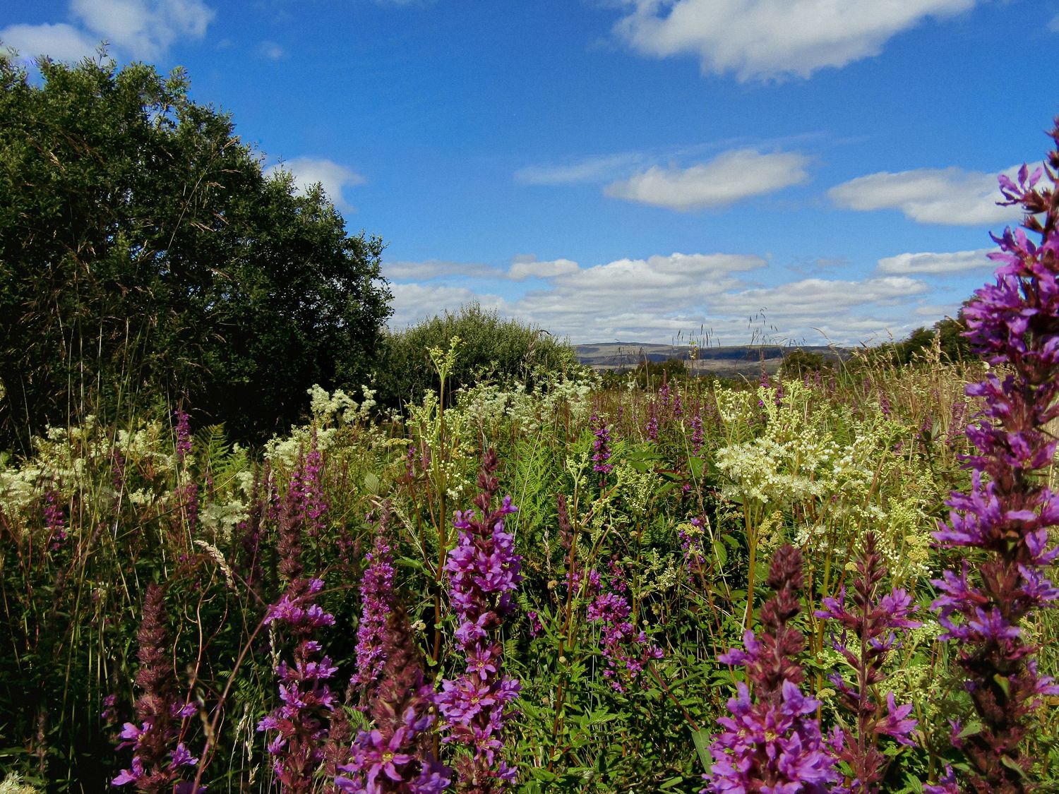 Fine art landscape vibrant nature purplr loosestrife and meadowsweet Isle of Skye, framed wall art prints and downloads.