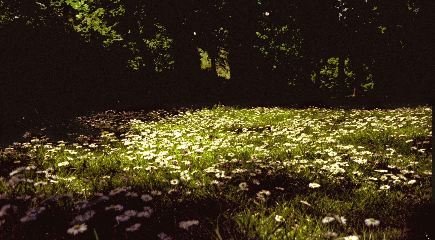 Analogue photo of field of daisies on APS camera.