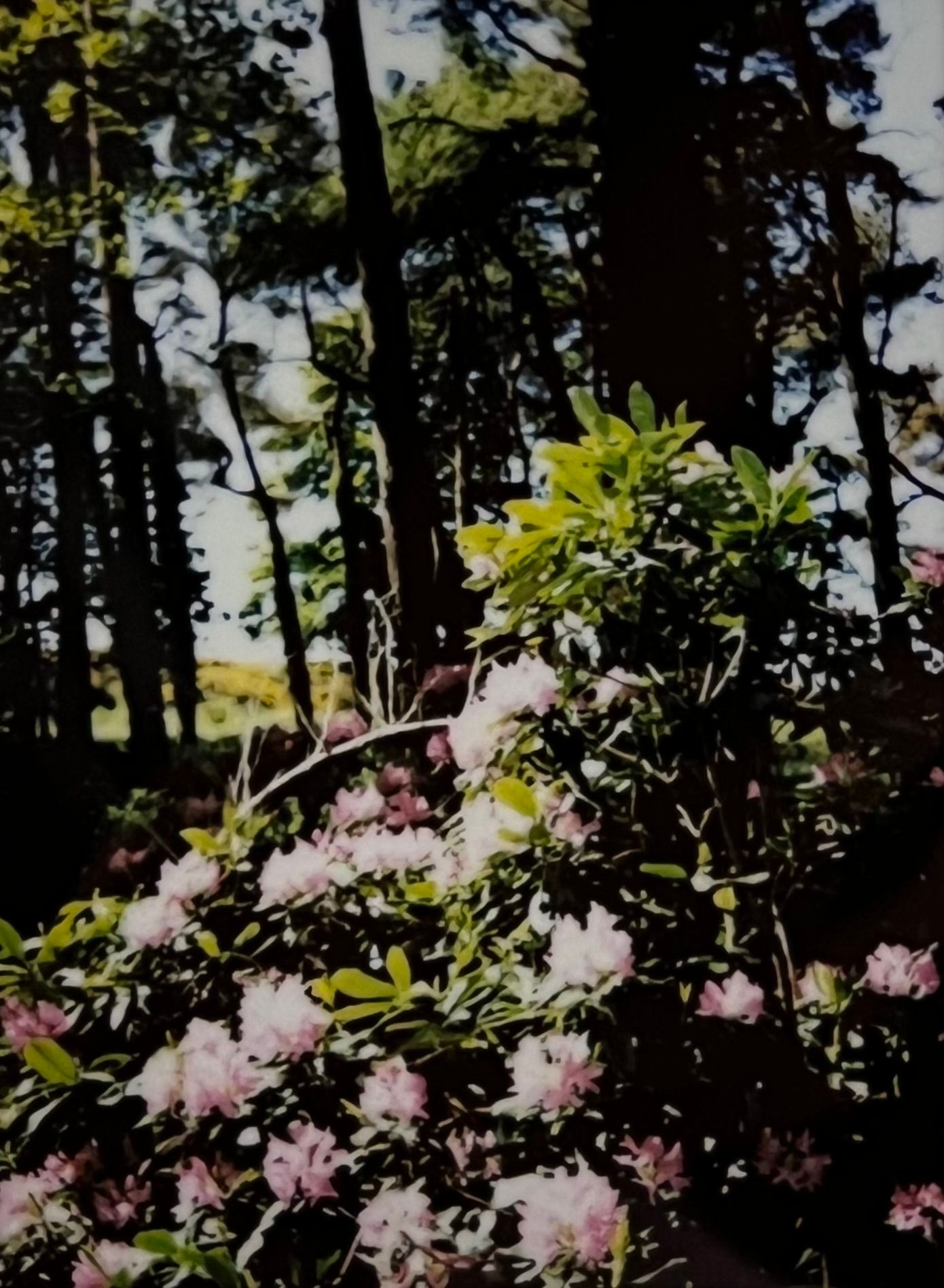 Analogue photo of woodland with pink flowers on polaroid camera.