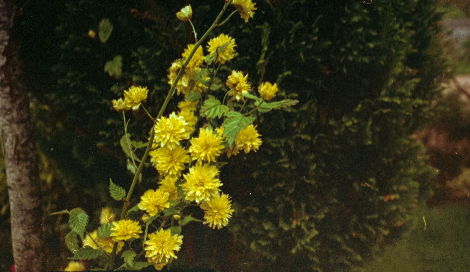 Analogue photo of yellow flowers on APS camera.