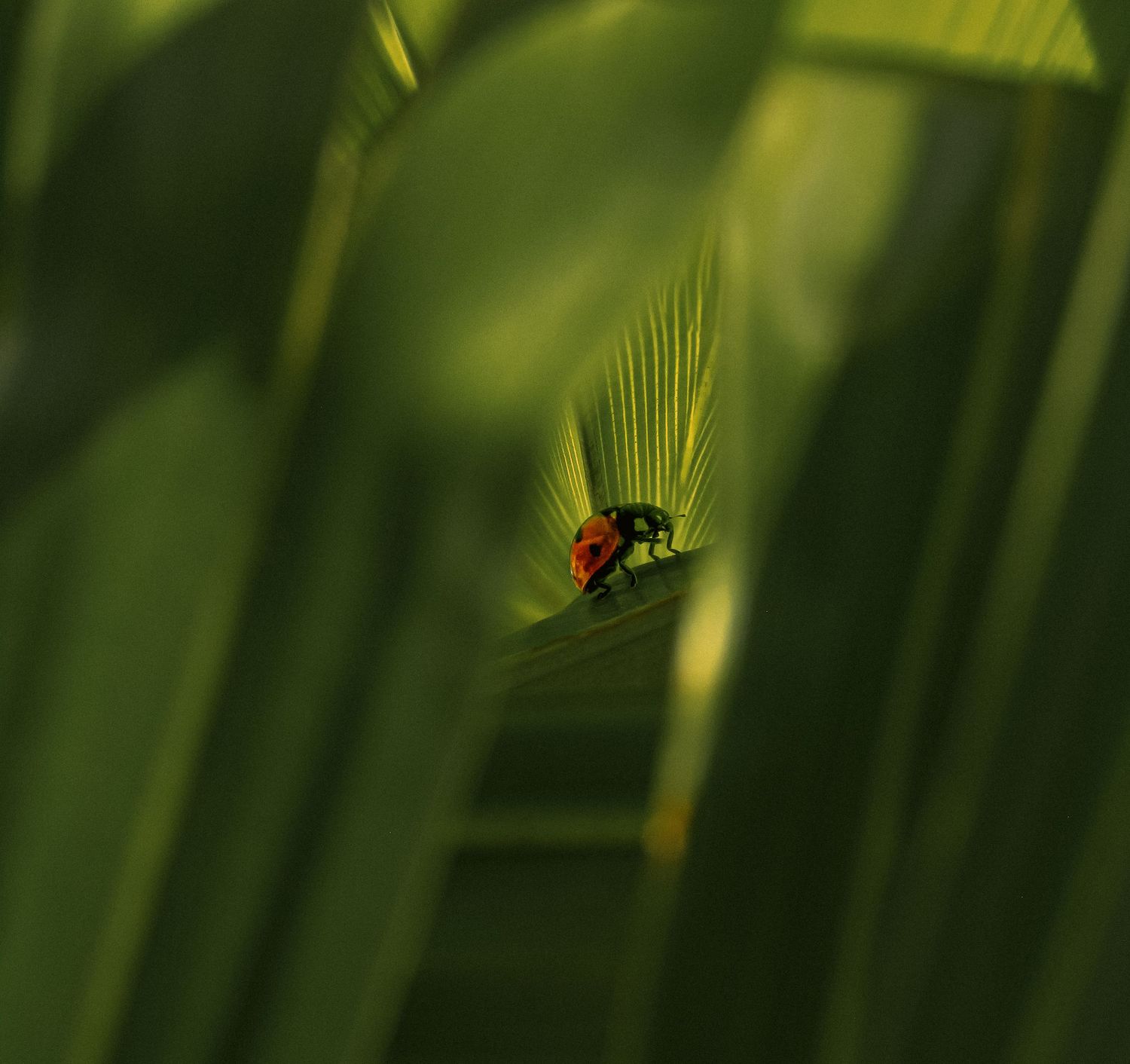 Fine art macro photography of ladybug on green palm leaf framed by dark foliage, framed wall art prints and downloads.
