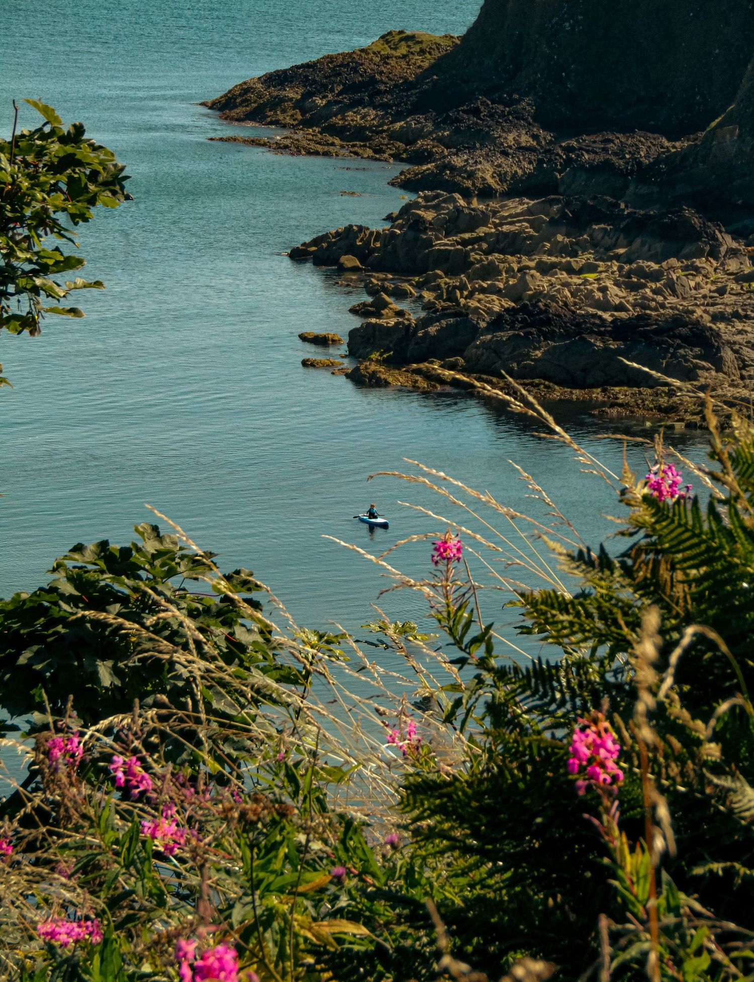 Fine art coastal landscape photo of a solo kayaker in a rocky sea cove surrounded by pink summer wildflowers, wall art prints and downloads.