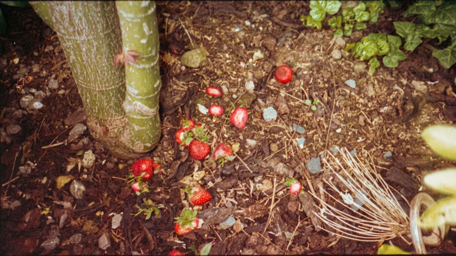 Analogue photo of strawberries on APS camera.