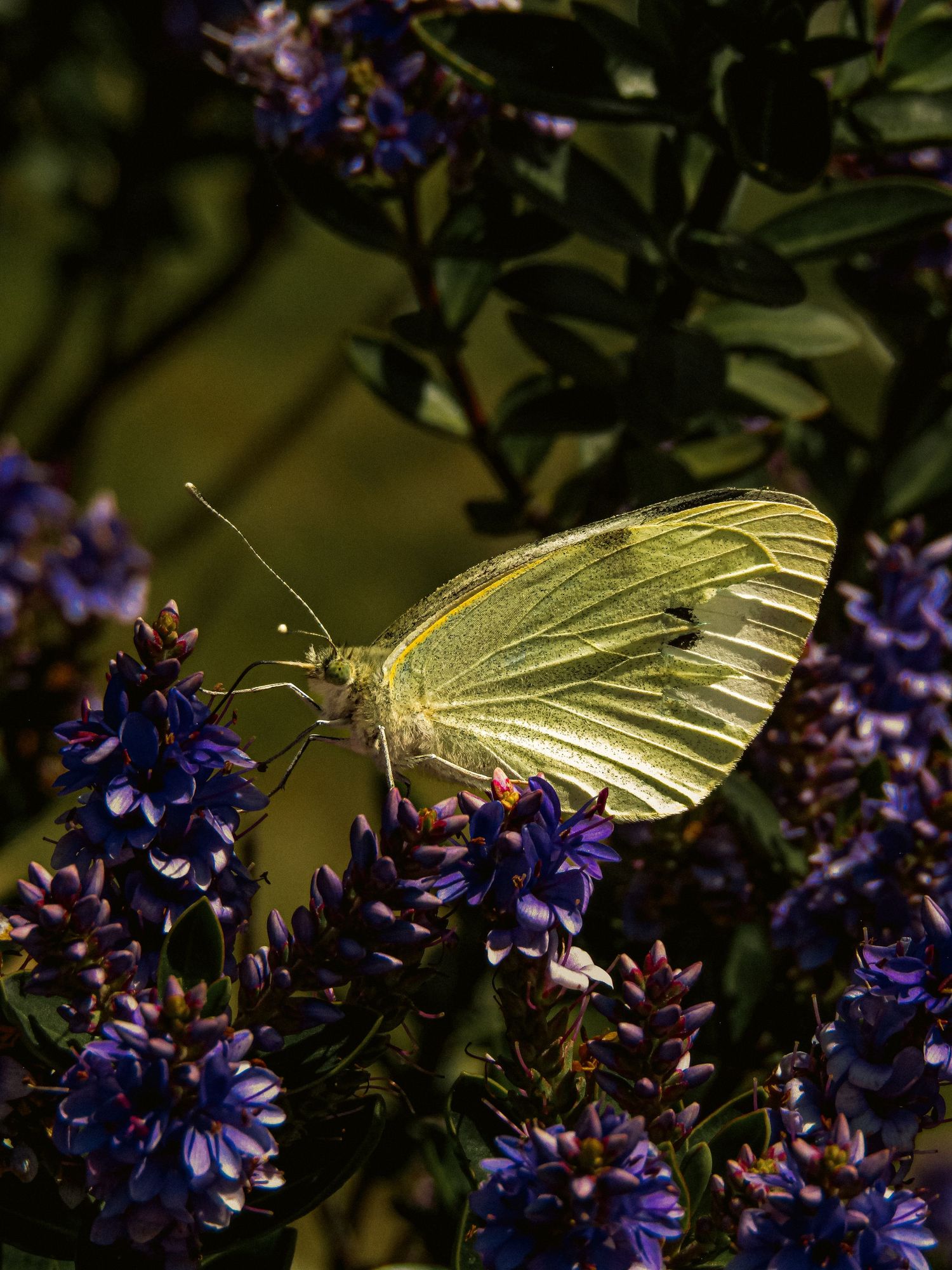 Fine art macro photograph of white butterfly on vibrant purple flower, framed wall art prints and downloads.