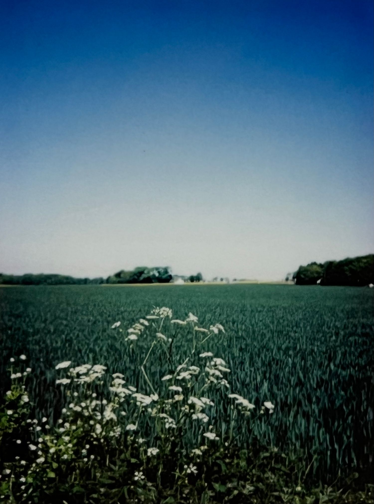 Analogue photo of field with white flowers on polaroid camera.