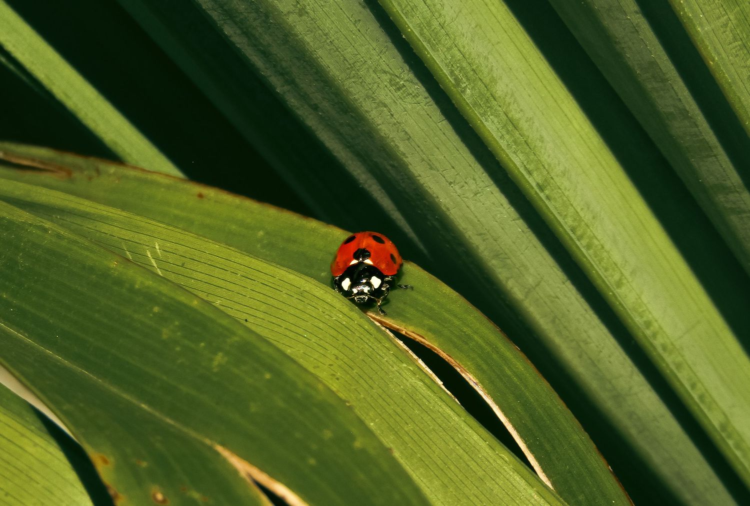 Fine art macro nature photograph of a ladybug on a textured green leaf, framed wall art prints and downloads.