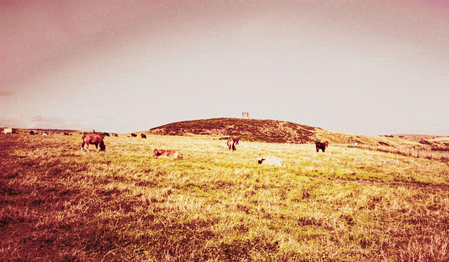 Analogue photo of field with cattle and war memorial at Stonehaven Scotland on APS camera.