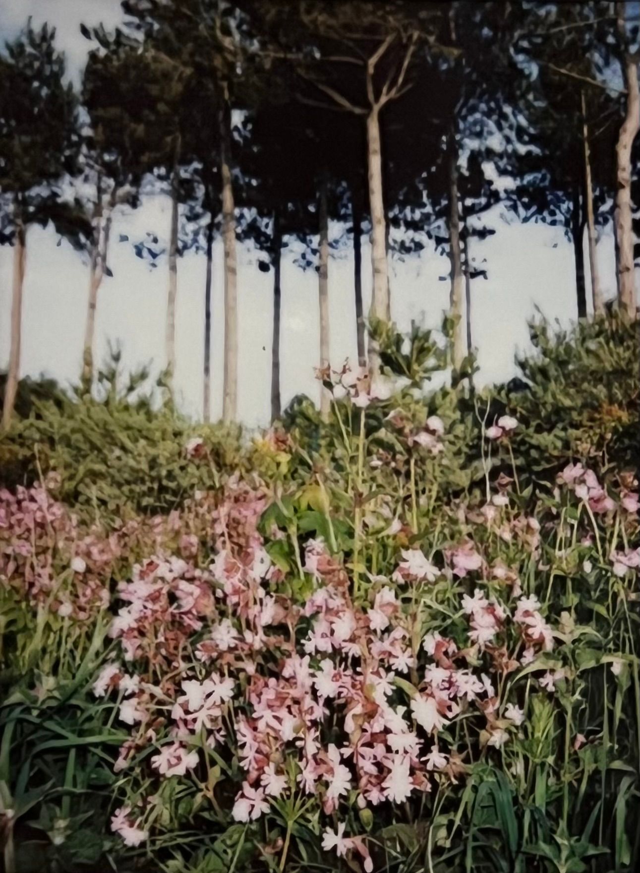 Analogue photo of pink flowers and tall trees on polaroid camera.