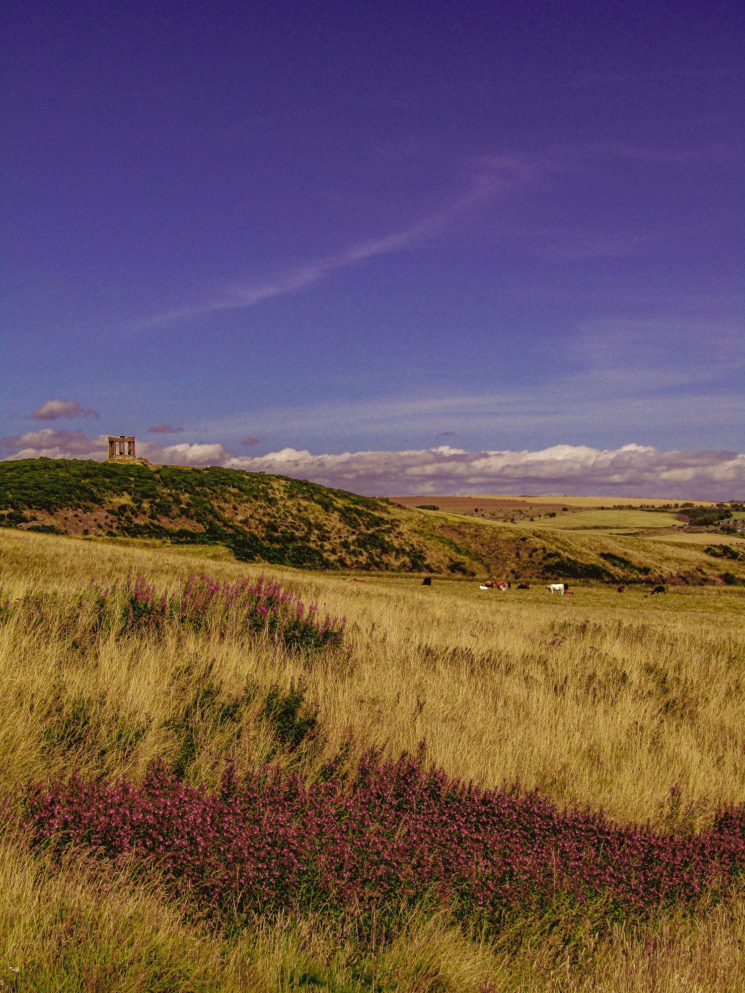 Fine art landscape war memorial and cattle on grassy summer meadow, framed wall art prints and downloads.