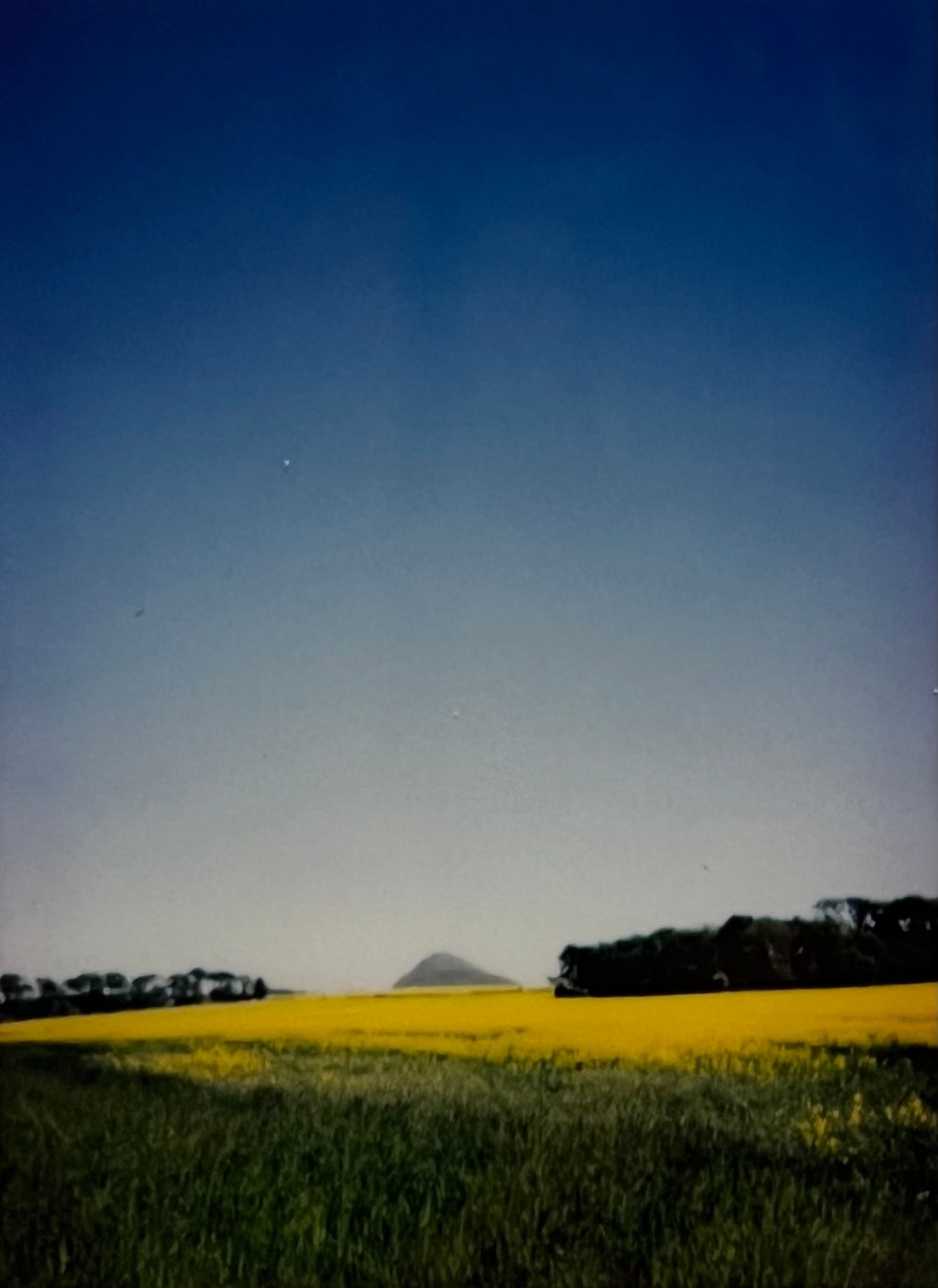 Analogue photo of field with yellow flowers and mountain The Law of North Berwick Scotland on polaroid camera.