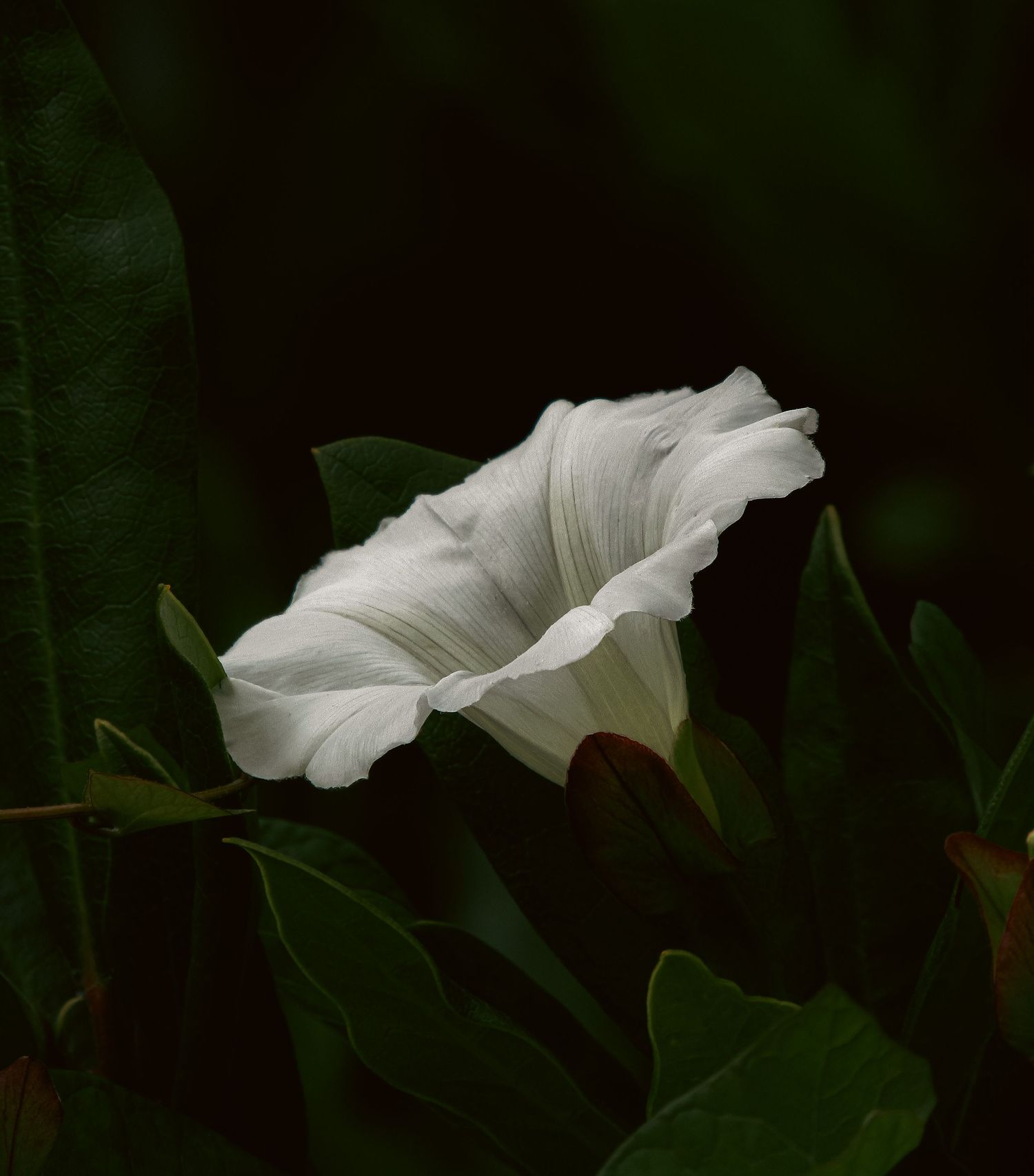Fine art moody macro botanical photograph of white bindweed flower, available as framed wall art prints and downloads.