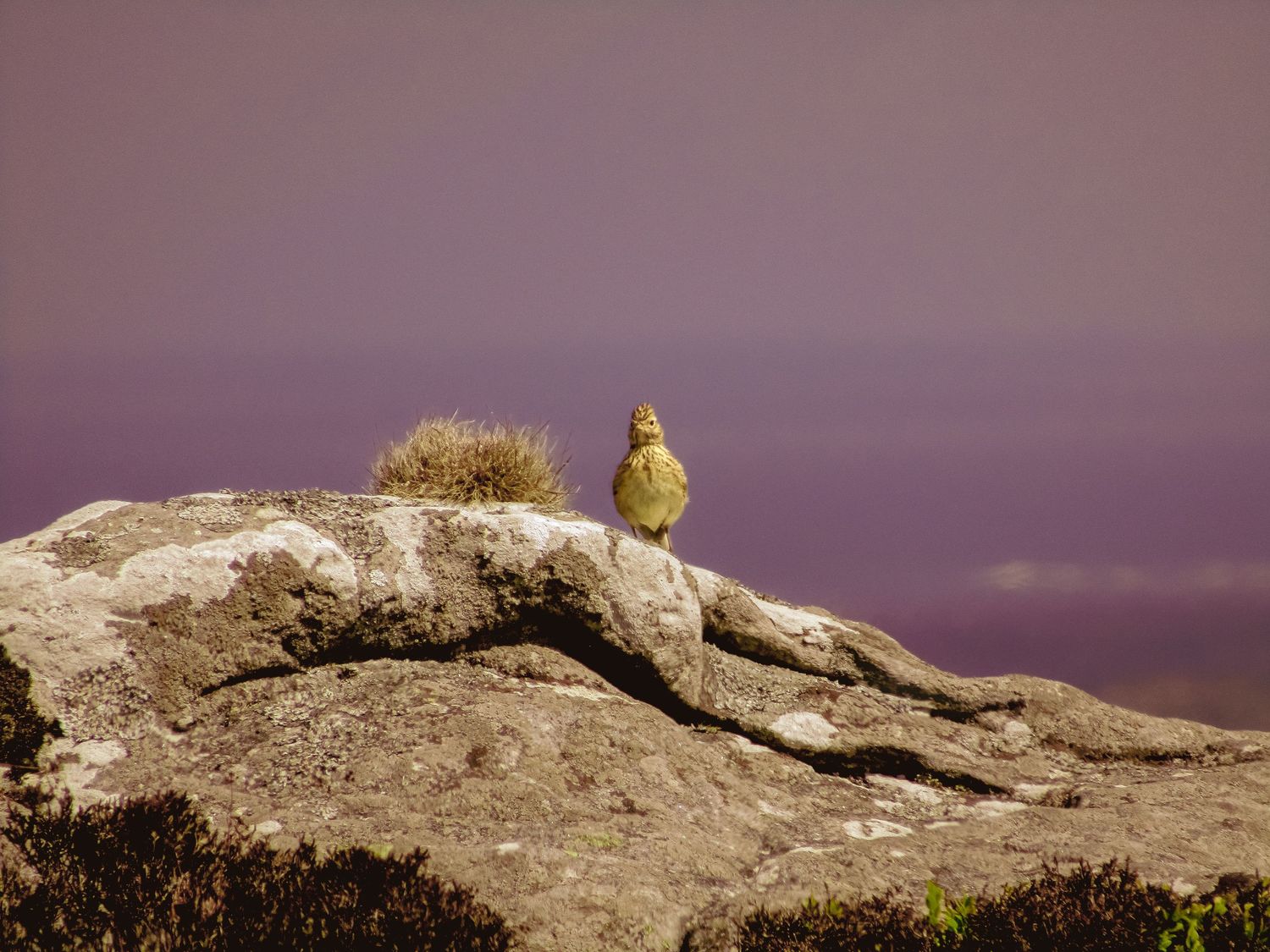 Fine art meadow pipit on Simonside hills against soft purple sky, available as framed wall art prints and downloads.
