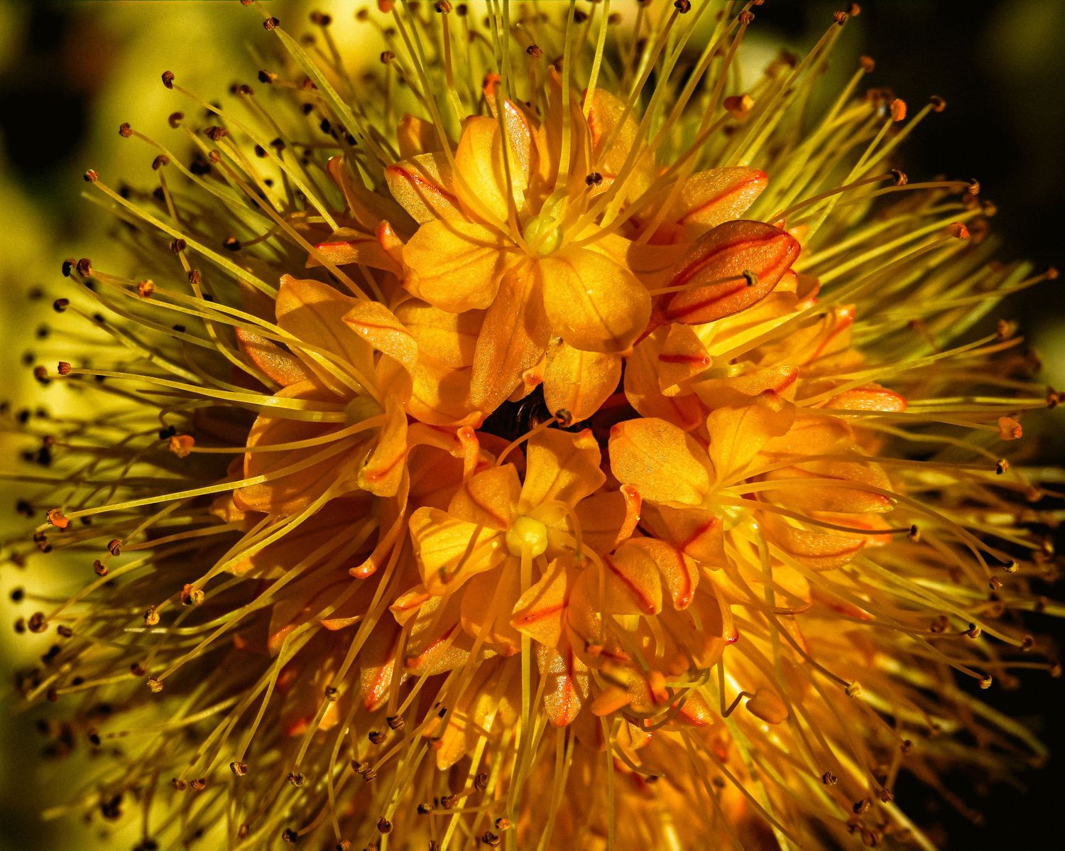 Fine art detailed macro photo of bright yellow pincushion flower vibrant colour, framed wall art prints and downloads.