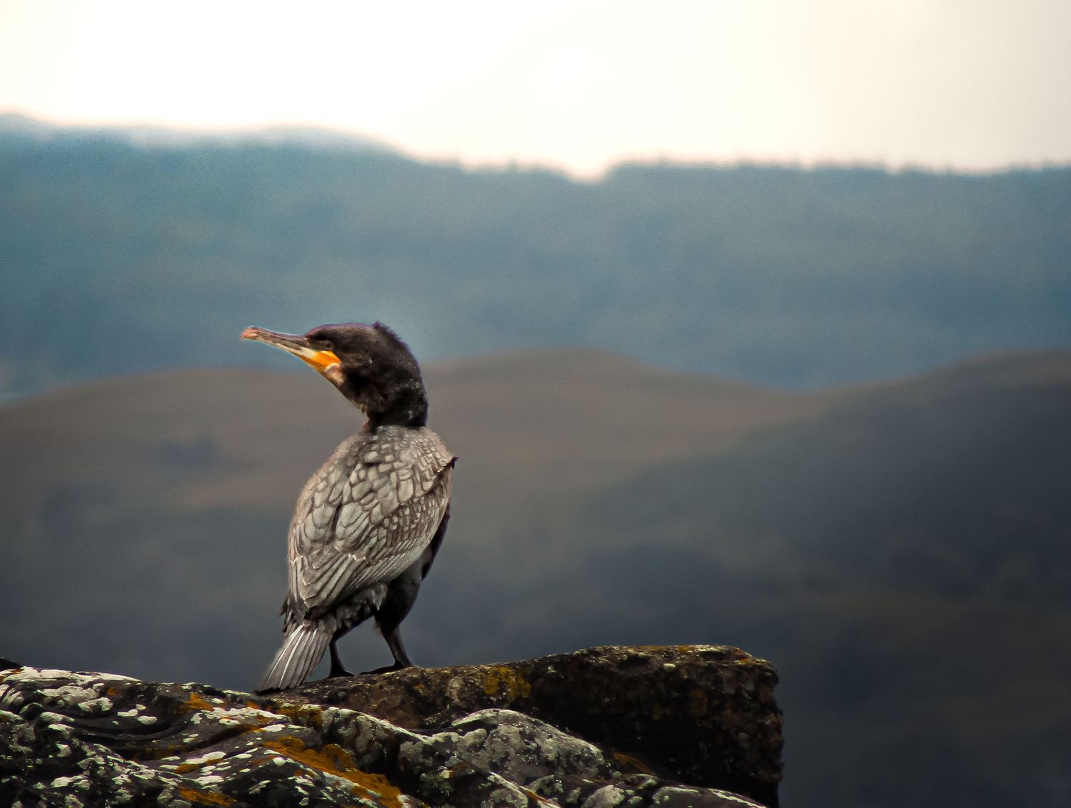 Fine art wildlife photo of cormorant bird perched on rock against misty mountains, available as framed wall art prints and downloads.