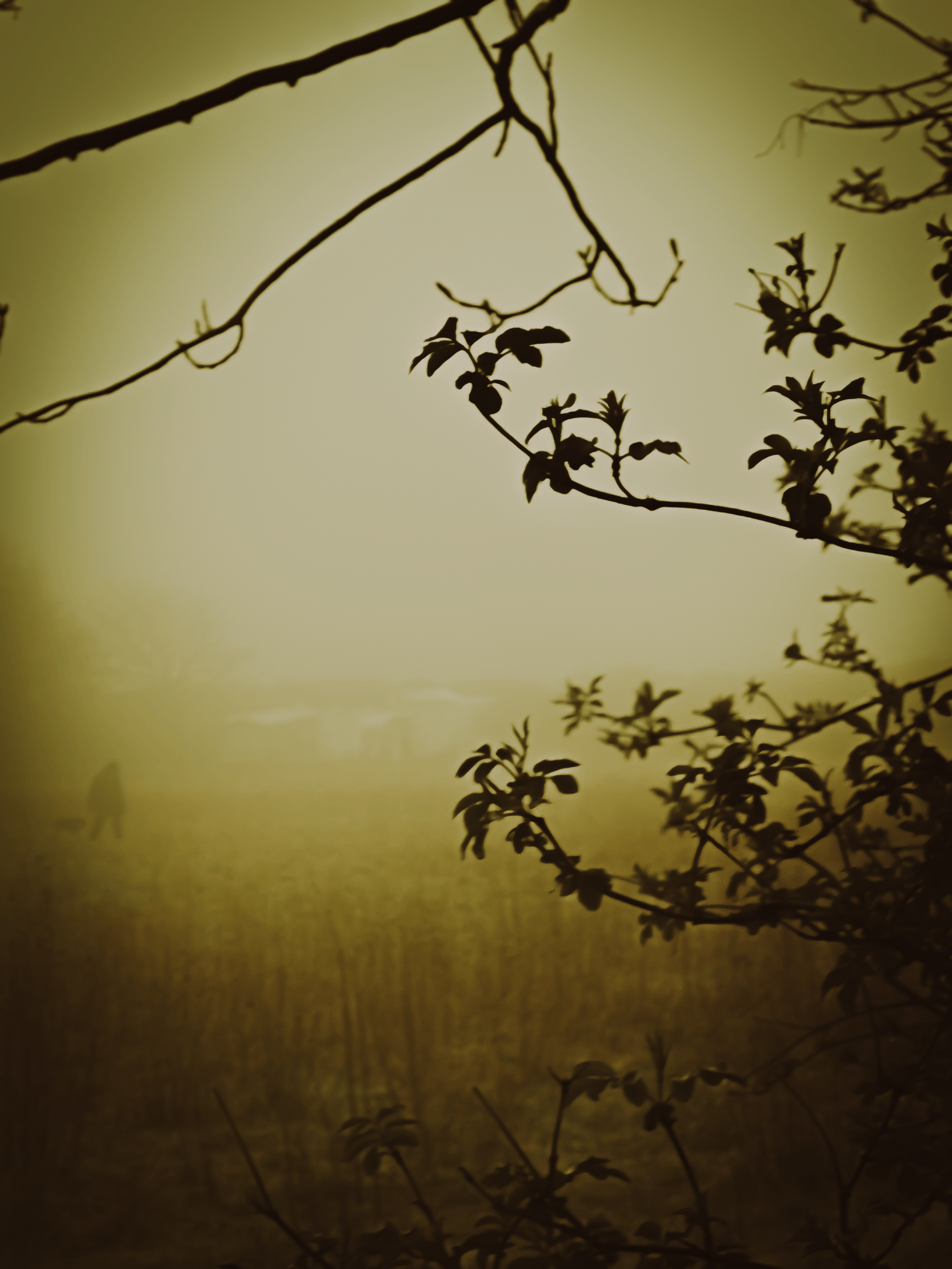 Observation 04 (2024)