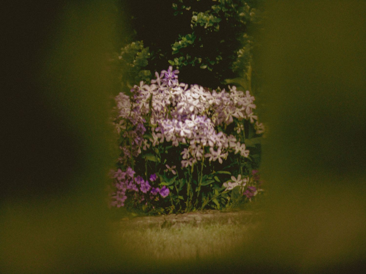 Phlox Divaricata purple flowers through green fence.