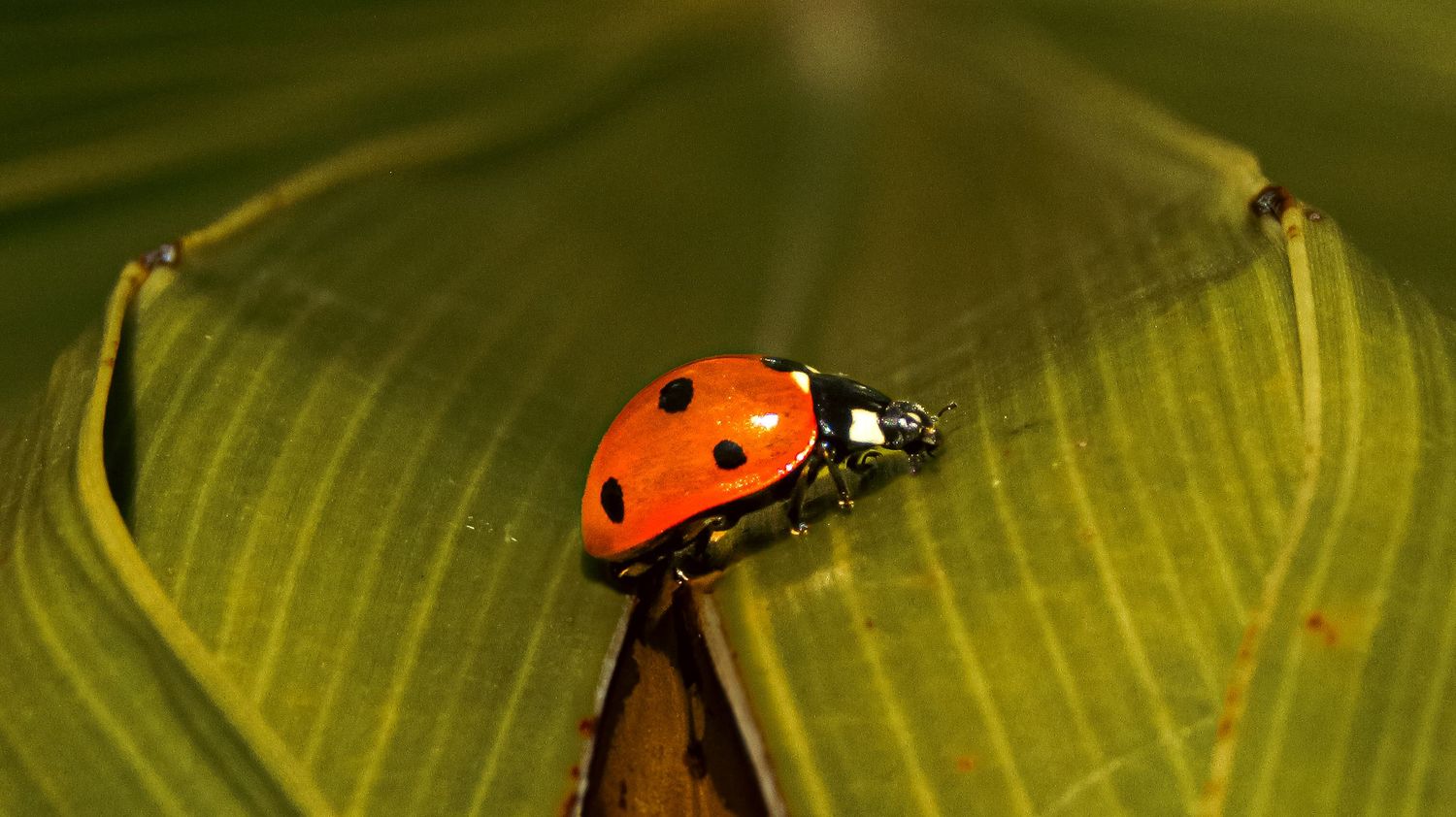 Fine art macro nature red and black spotted ladybug on vibrant green leaf, framed wall art prints and downloads.