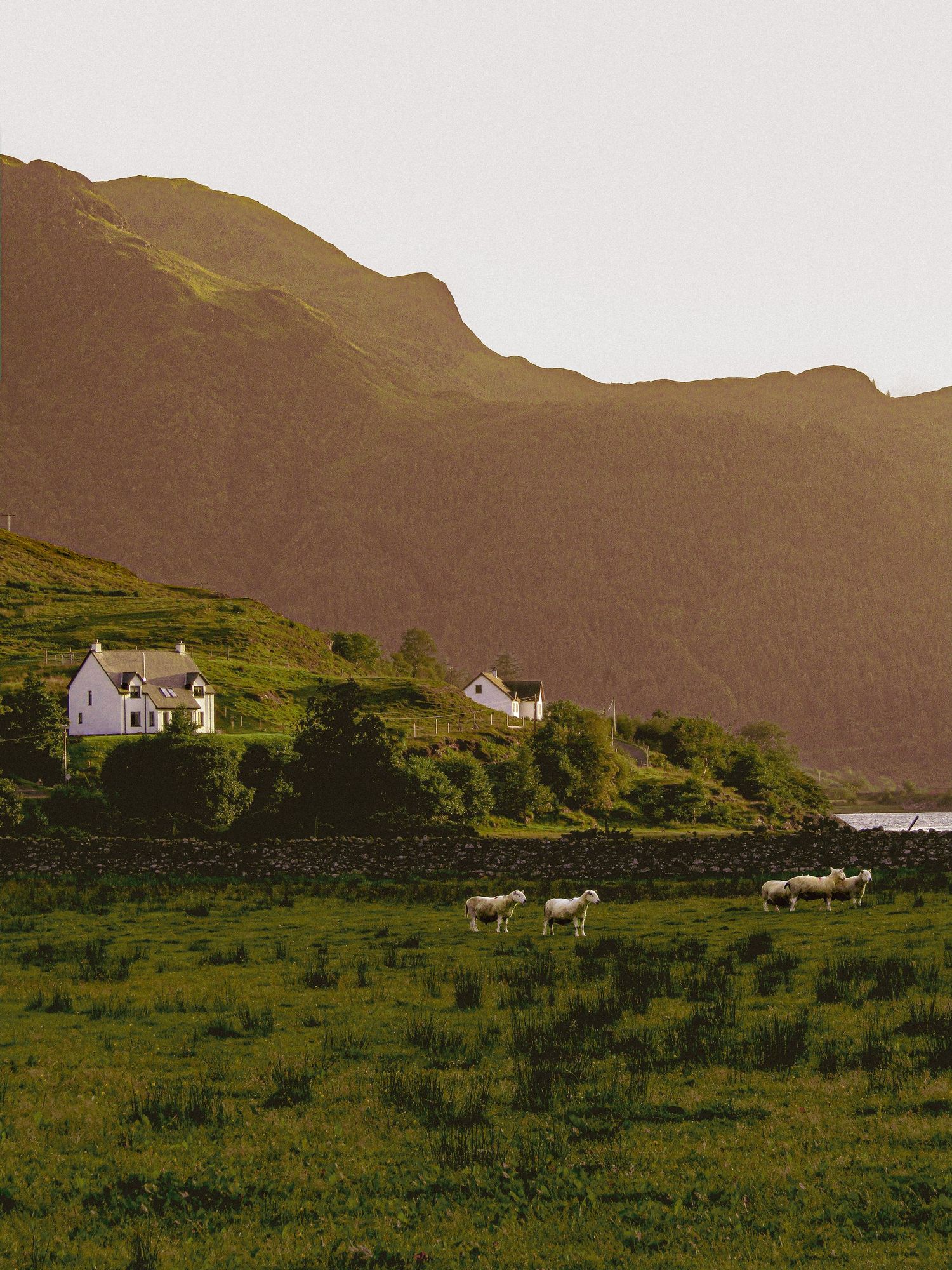 Fine art scenic photography of white cottages and grazing sheep on Scottish Highlands hills, framed wall art prints and downloads.