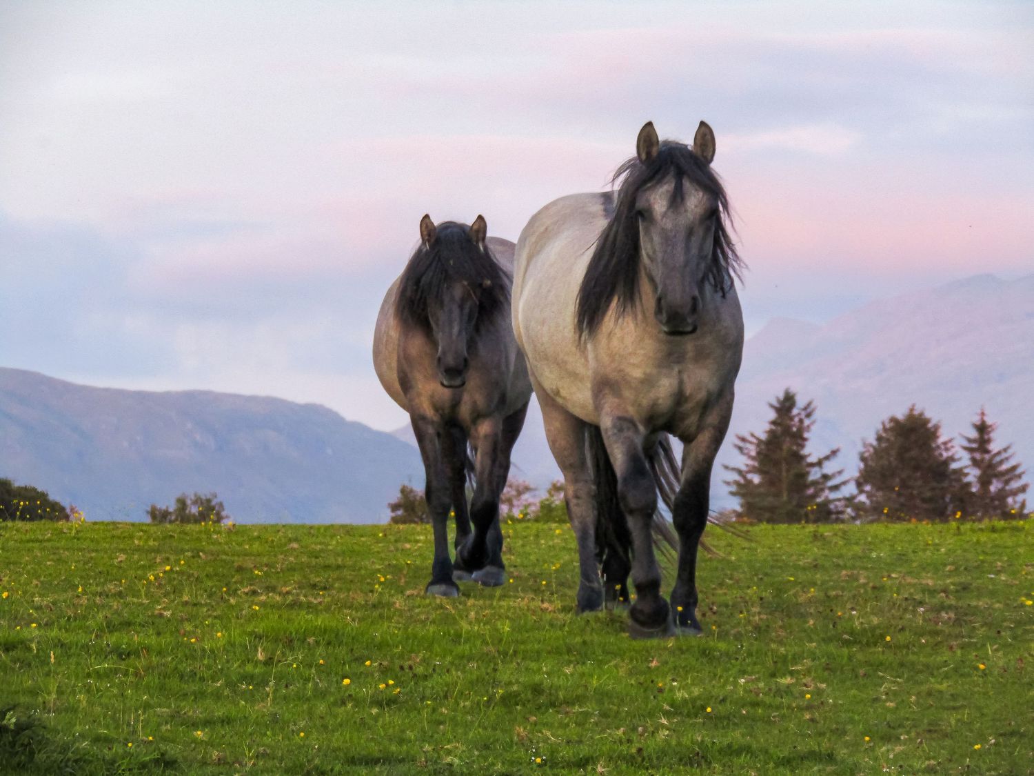 Fine art highland ponies walking through meadow with hazy Scottish mountains in background, framed wall art prints and downloads.