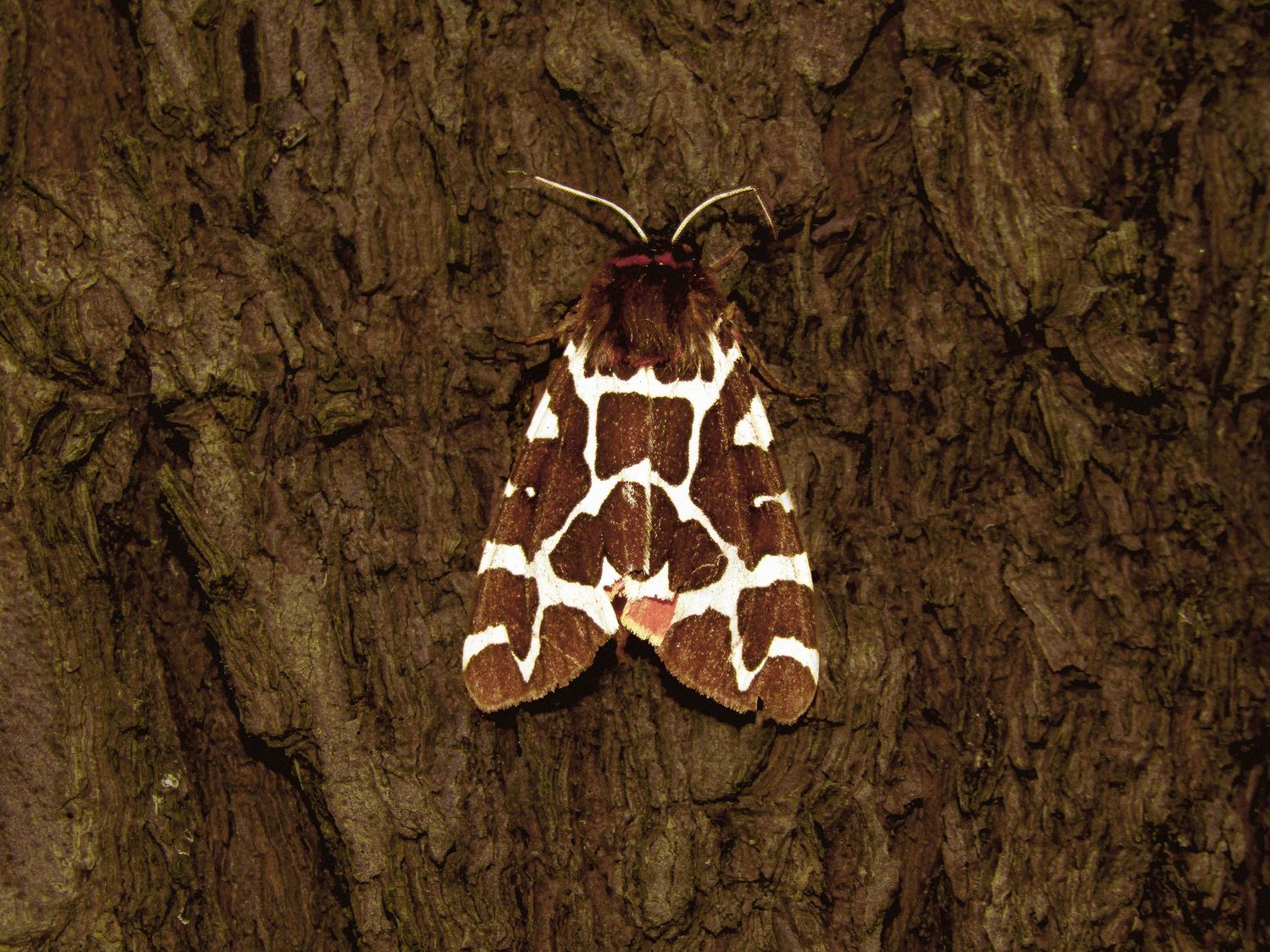 Garden Tiger Moth, Morvich, Scotland