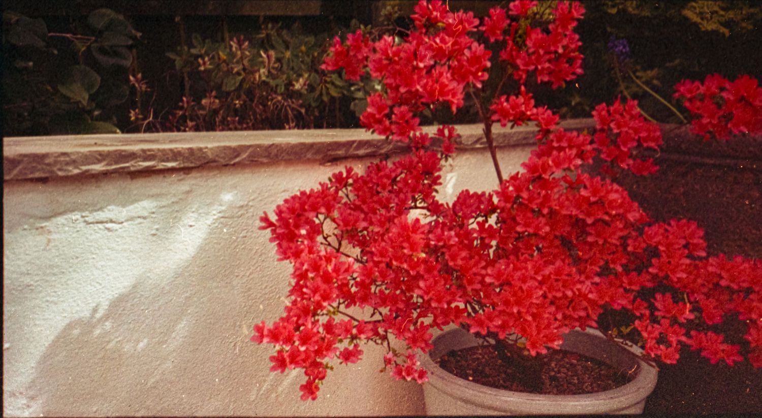 Analogue photo of red flowers on APS camera.
