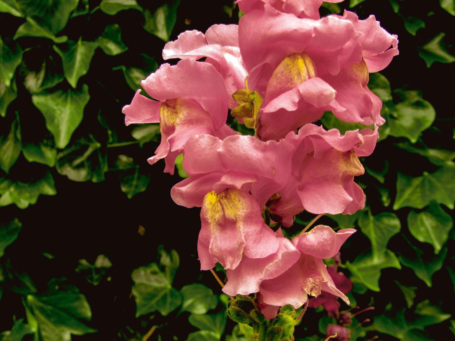 Fine art close-up photograph of pink snapdragon blossoms, available as framed wall art prints and downloads.