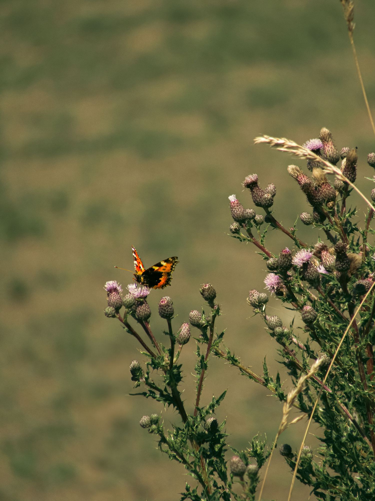 Fine art wildlife photo of a small red admiral butterfly perched on a pink thistle flower, framed wall art prints and downloads.