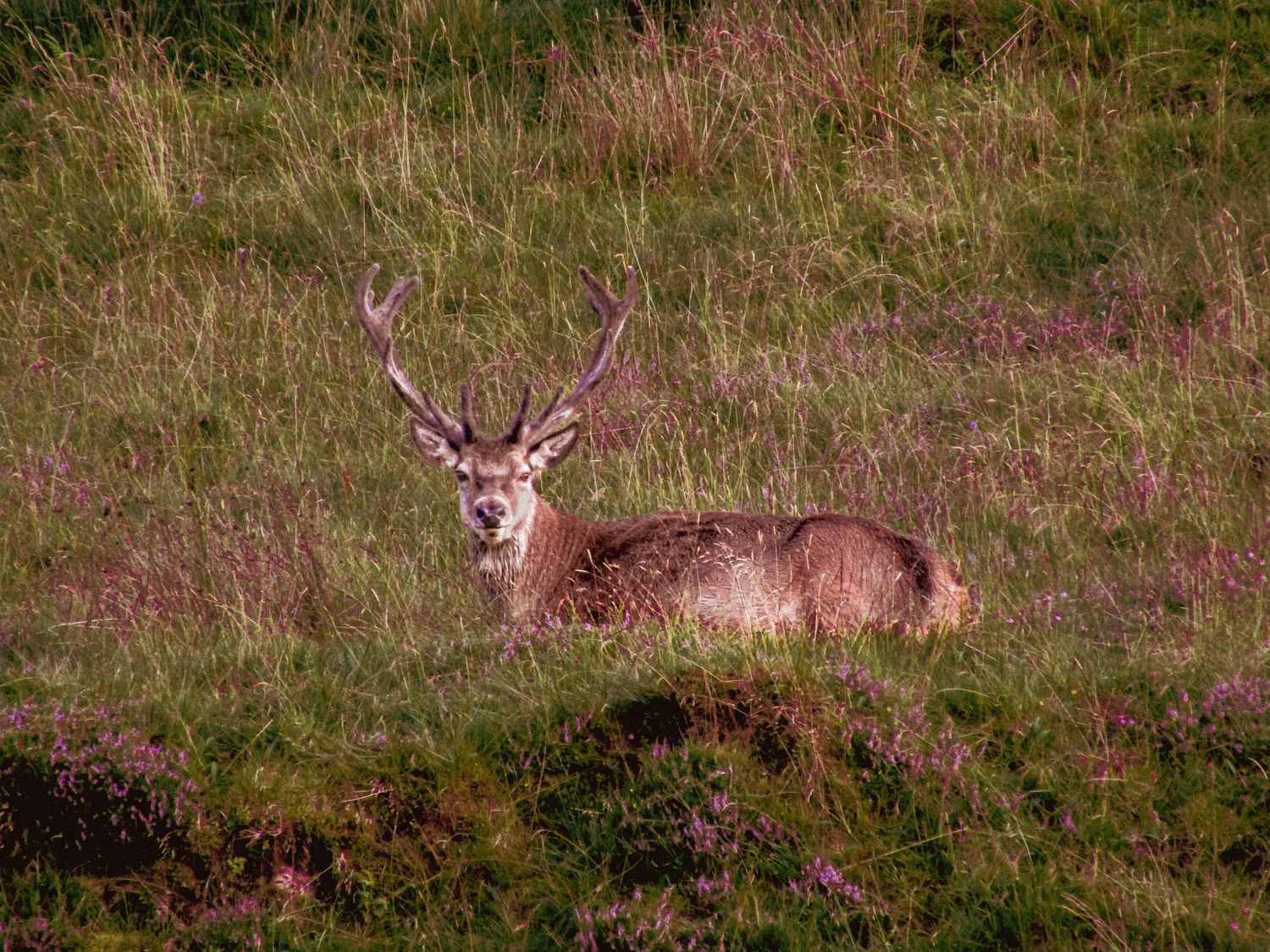 Fine art wildlife photograph of majestic red deer stag resting in purple heather, available as framed wall art prints and downloads.