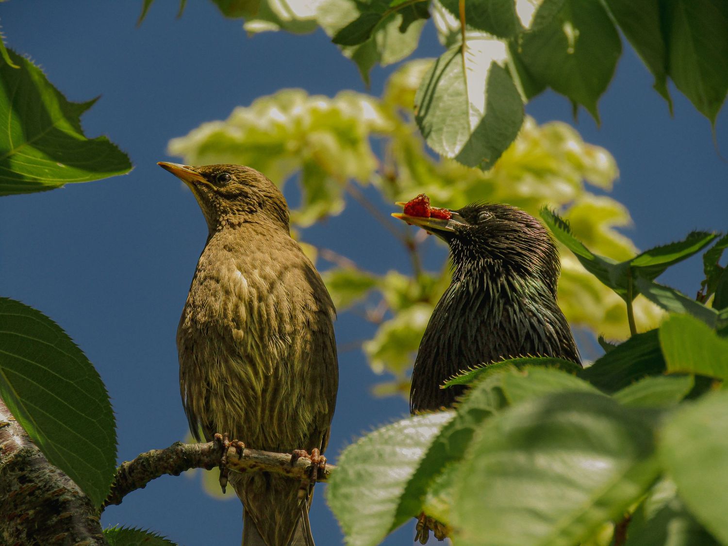 Fine art European starling feeding juvenile bird in leafy tree and blue sky, framed wall art prints and downloads.