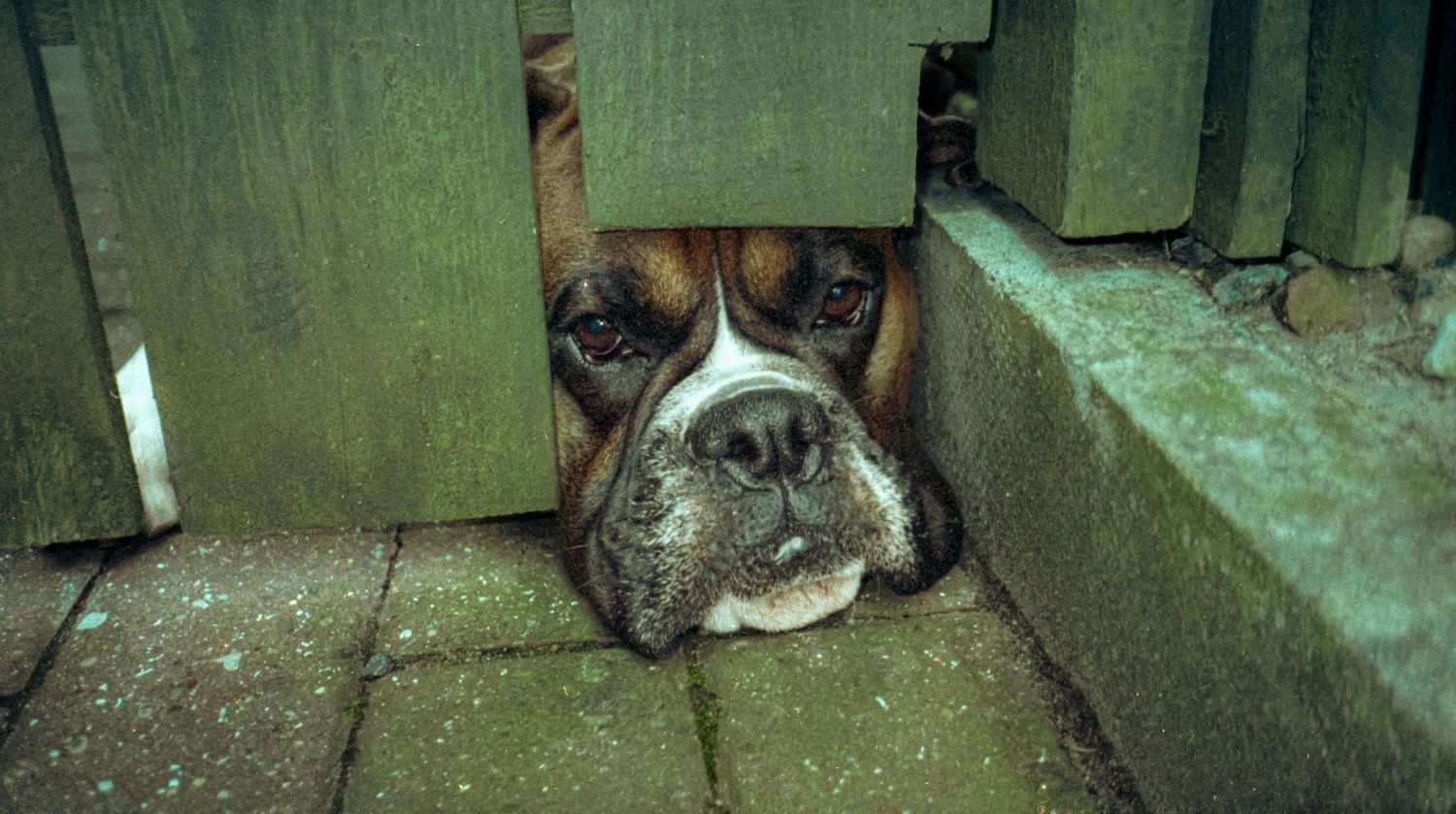 Analogue photo of boxer dog face on APS camera.