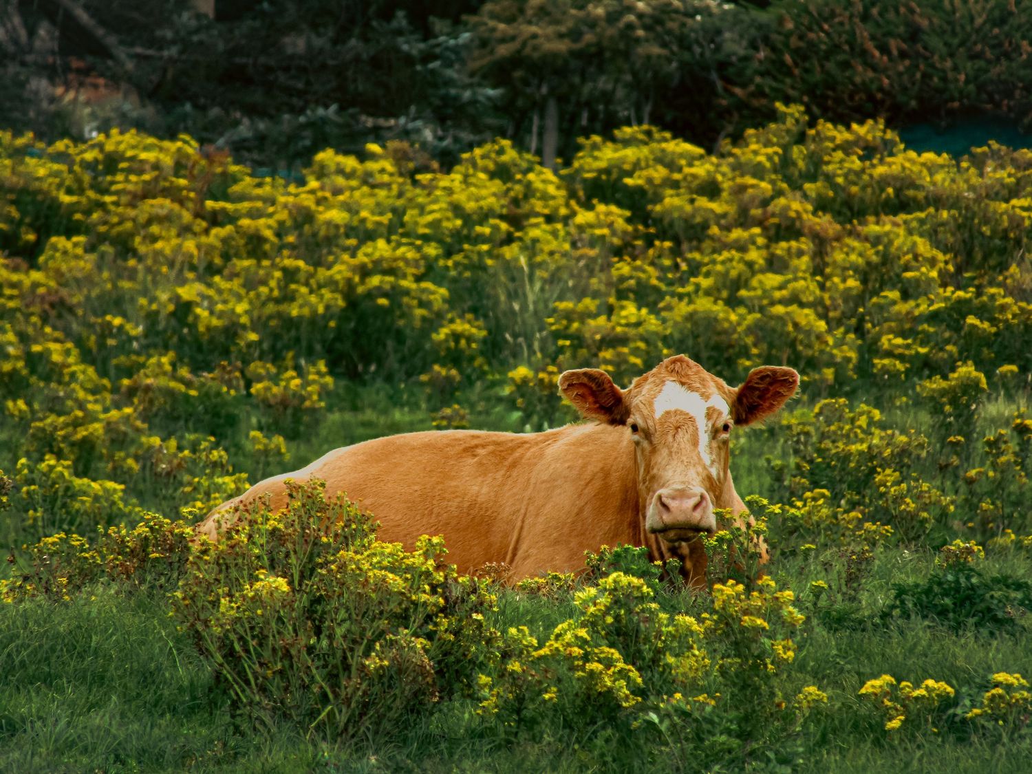 Fine art country wildlife photo of brown cow resting in field of yellow wildflowers, framed wall art prints and downloads.