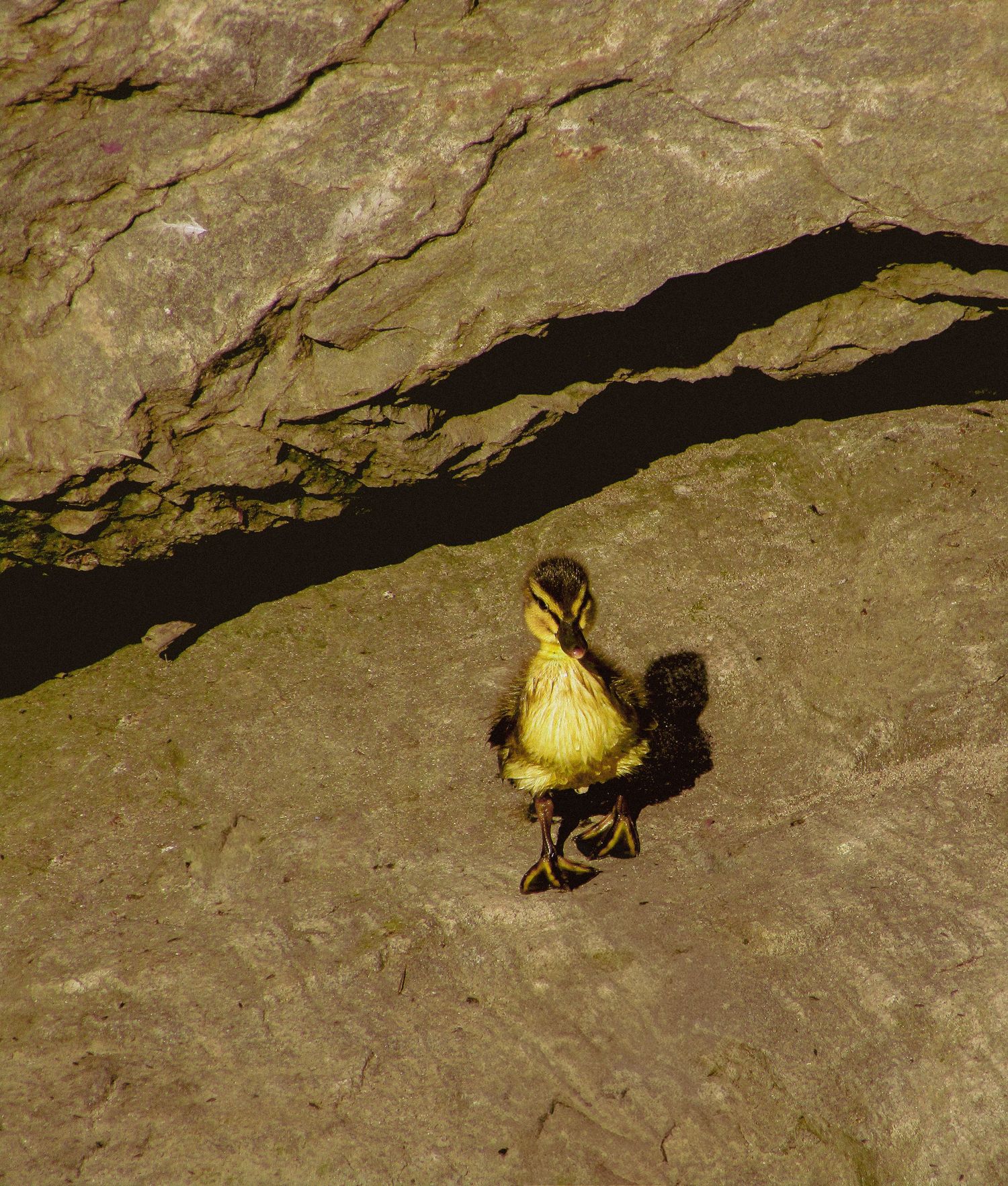 Duckling, Stonehaven, Scotland