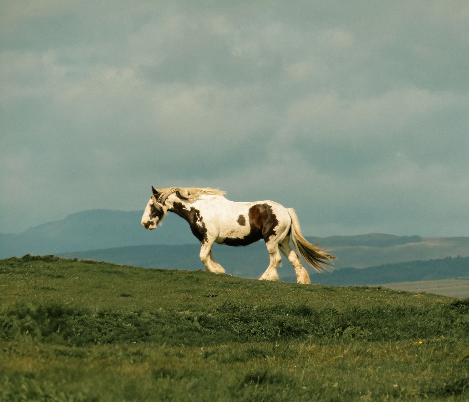 Fine art photograph of piebald gypsy cob horse walking along a grassy ridge with distant mountains, framed wall art prints and downloads.