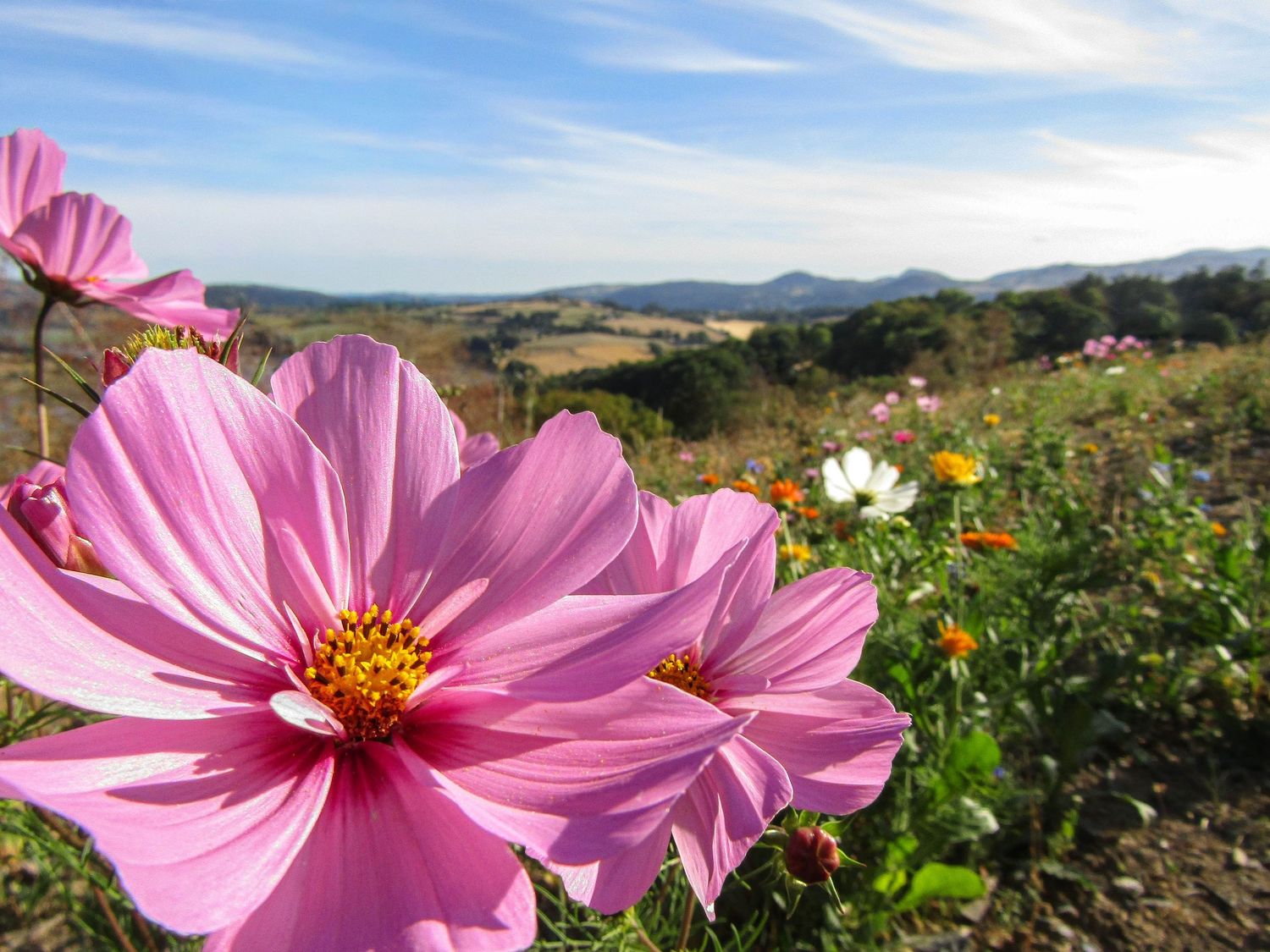 Fine art vibrant wildflower landscape macro pink cosmos meadow, framed wall art prints and downloads.
